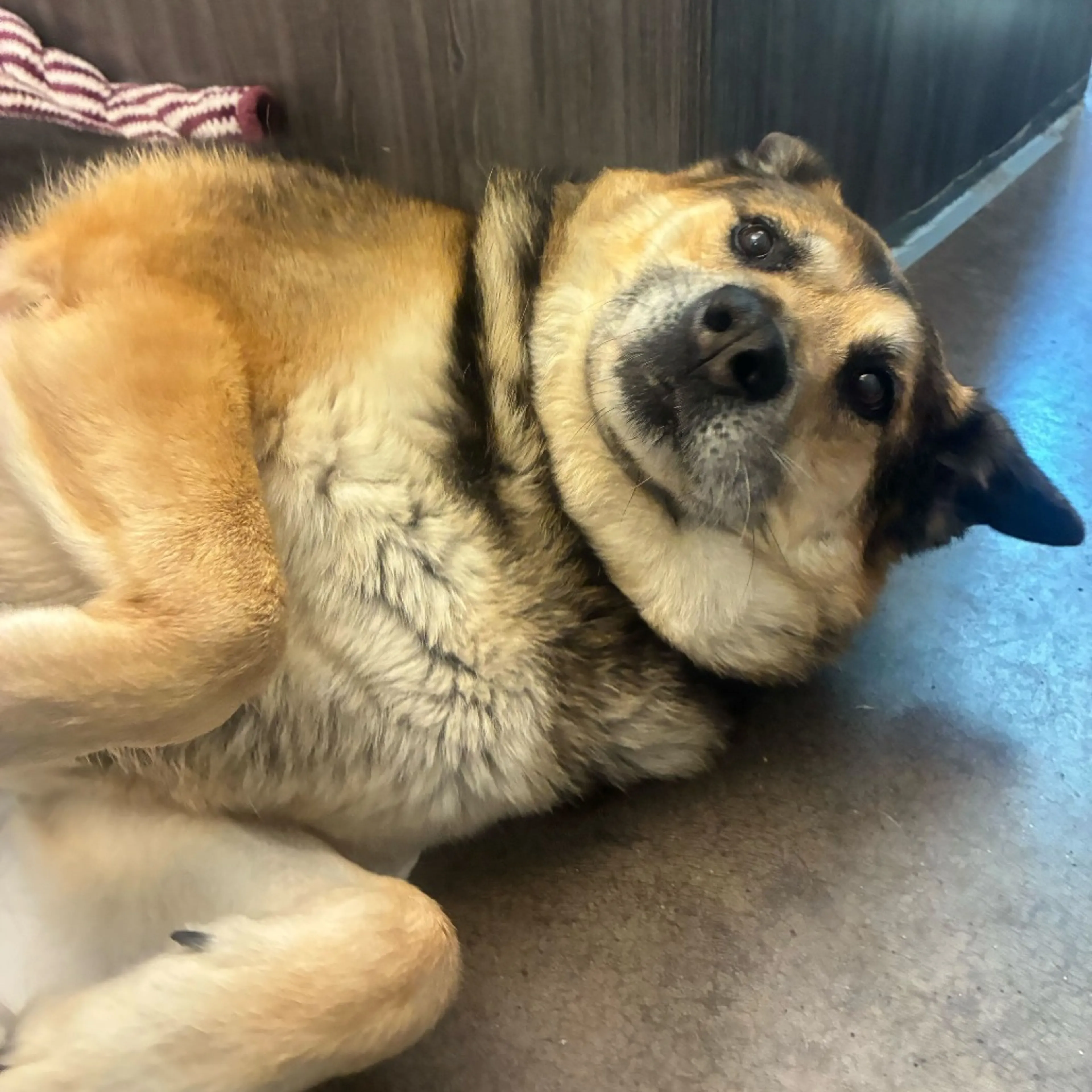 Found pet-4