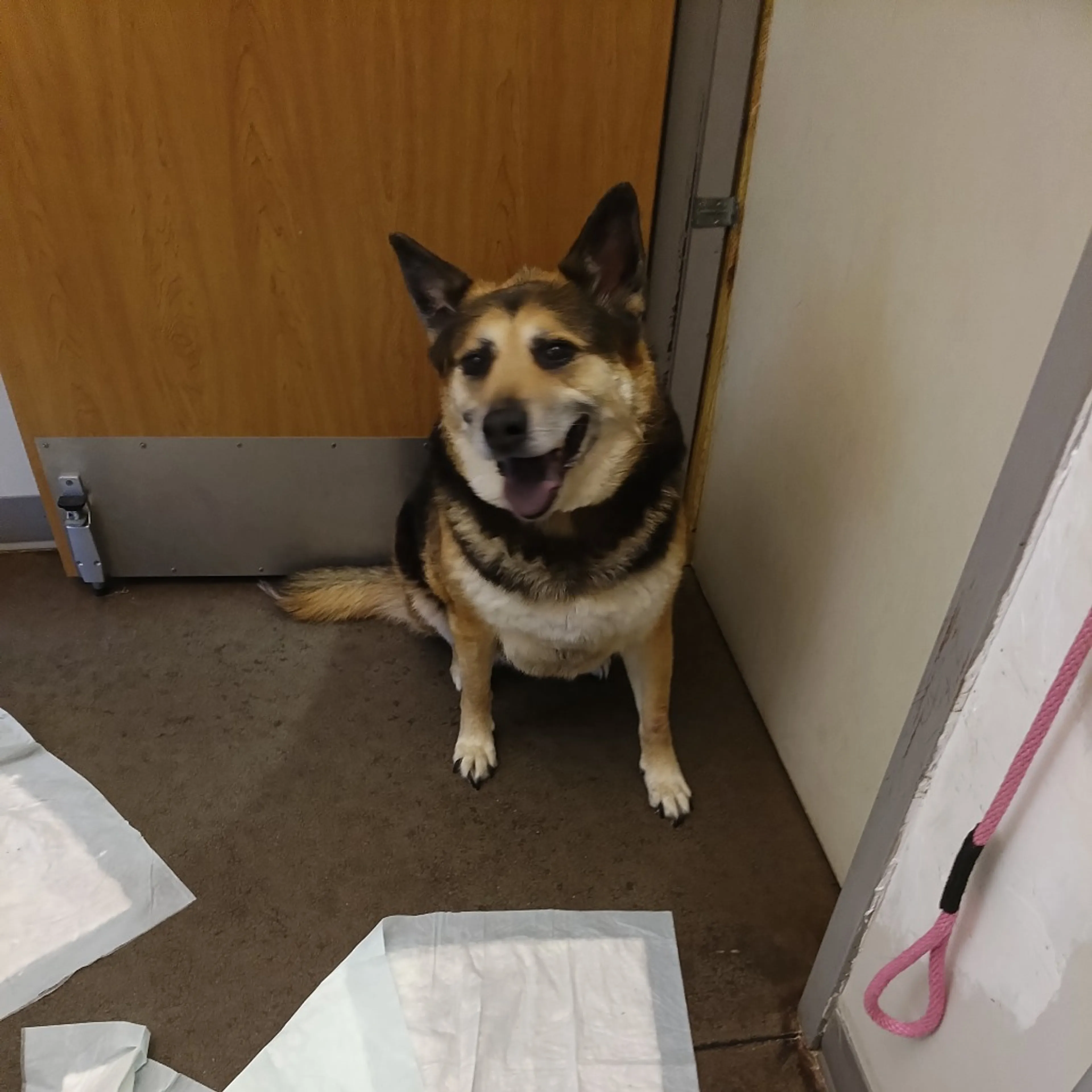 Found pet-1