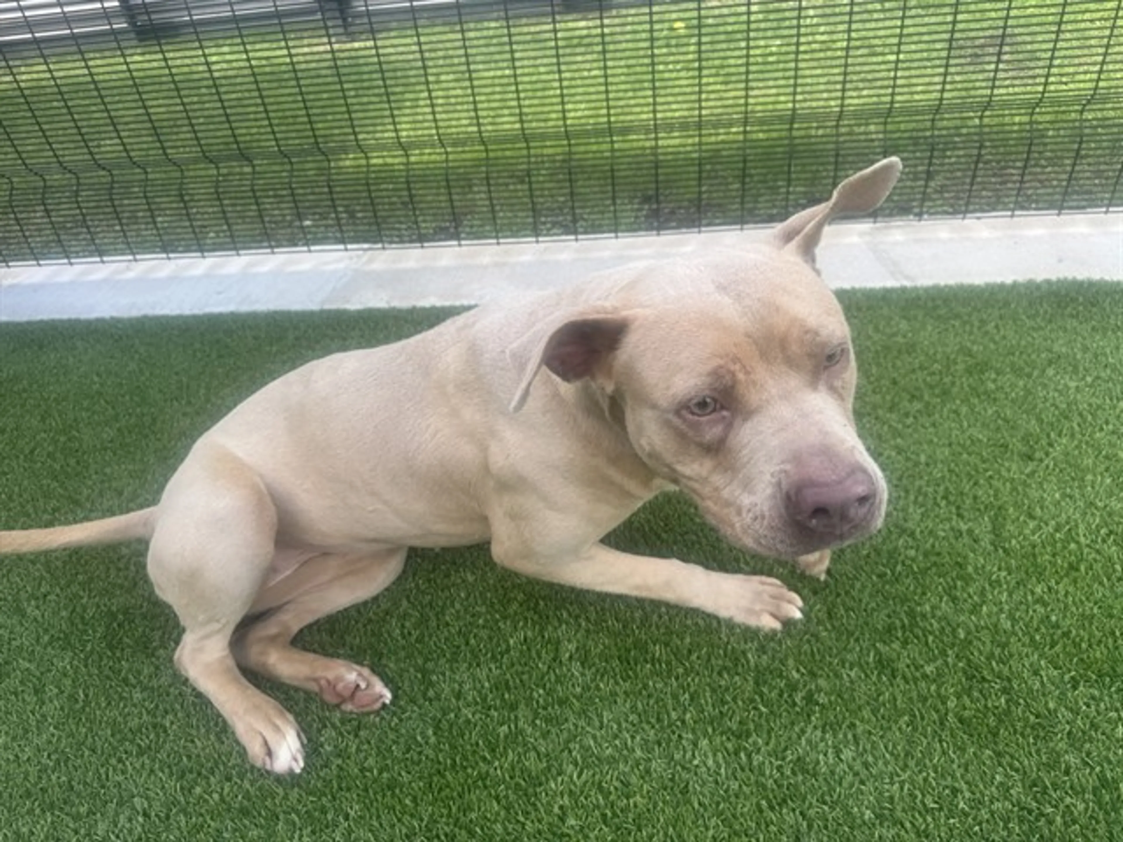 Found pet