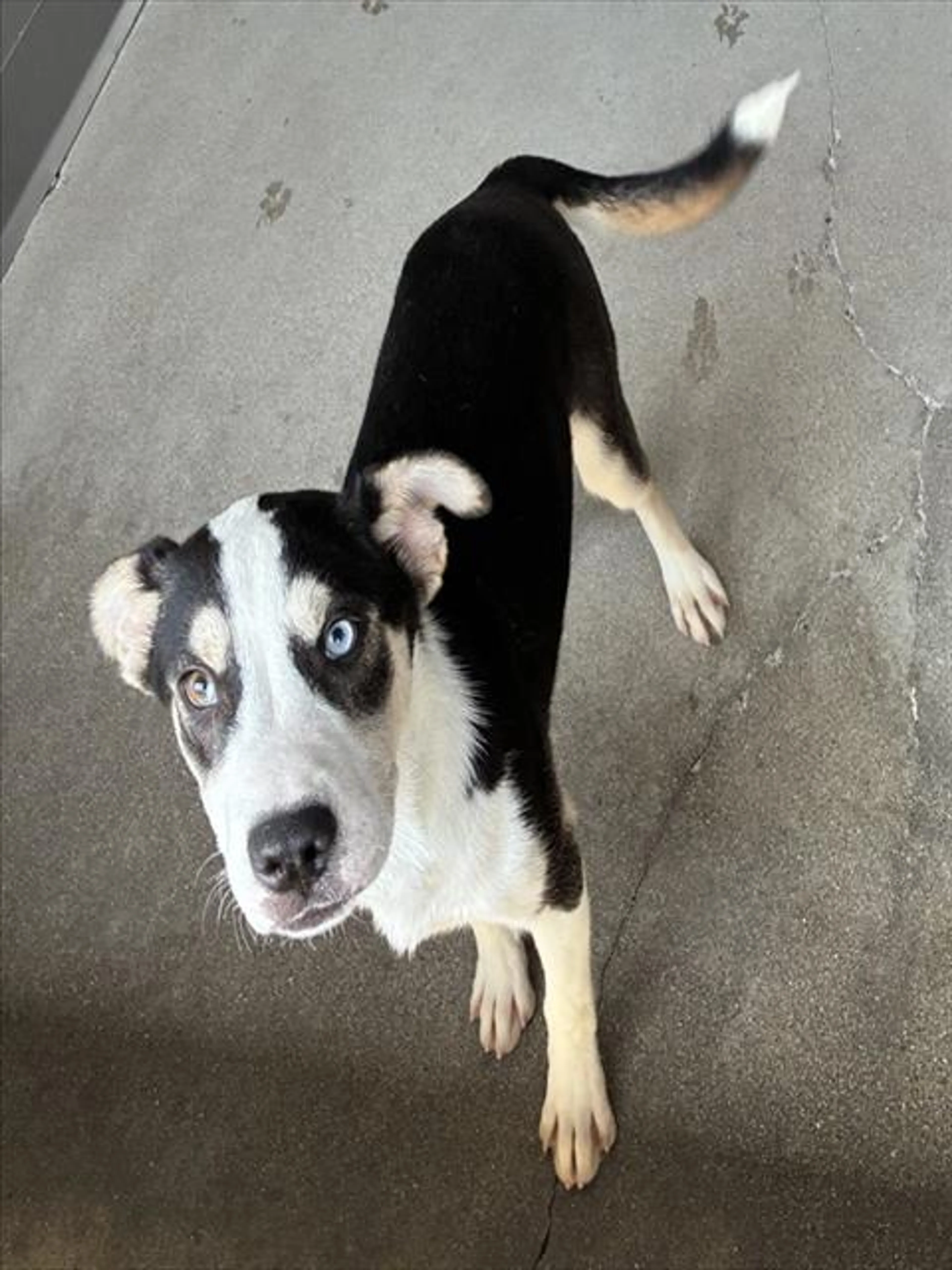 Found pet