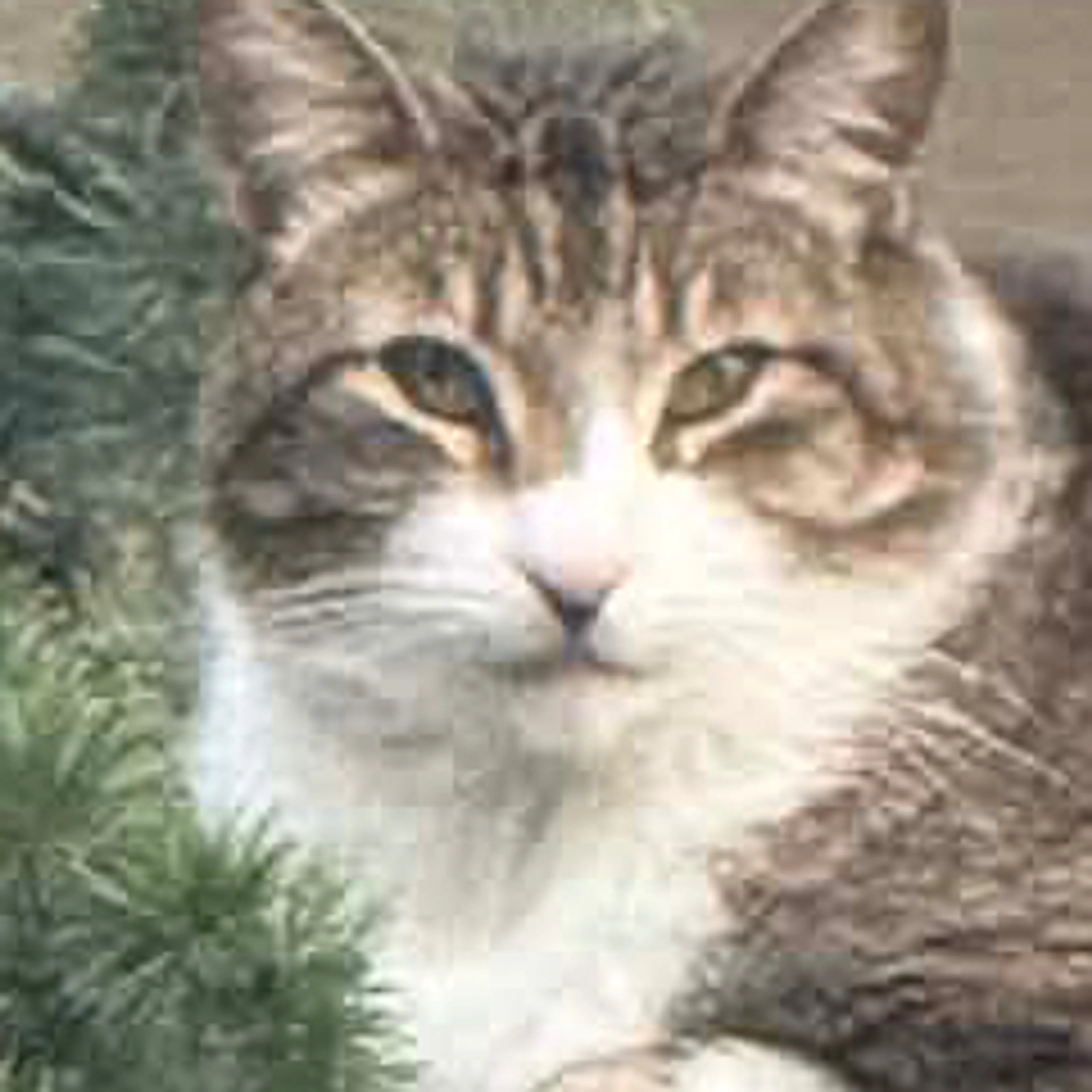 Lost pet-2
