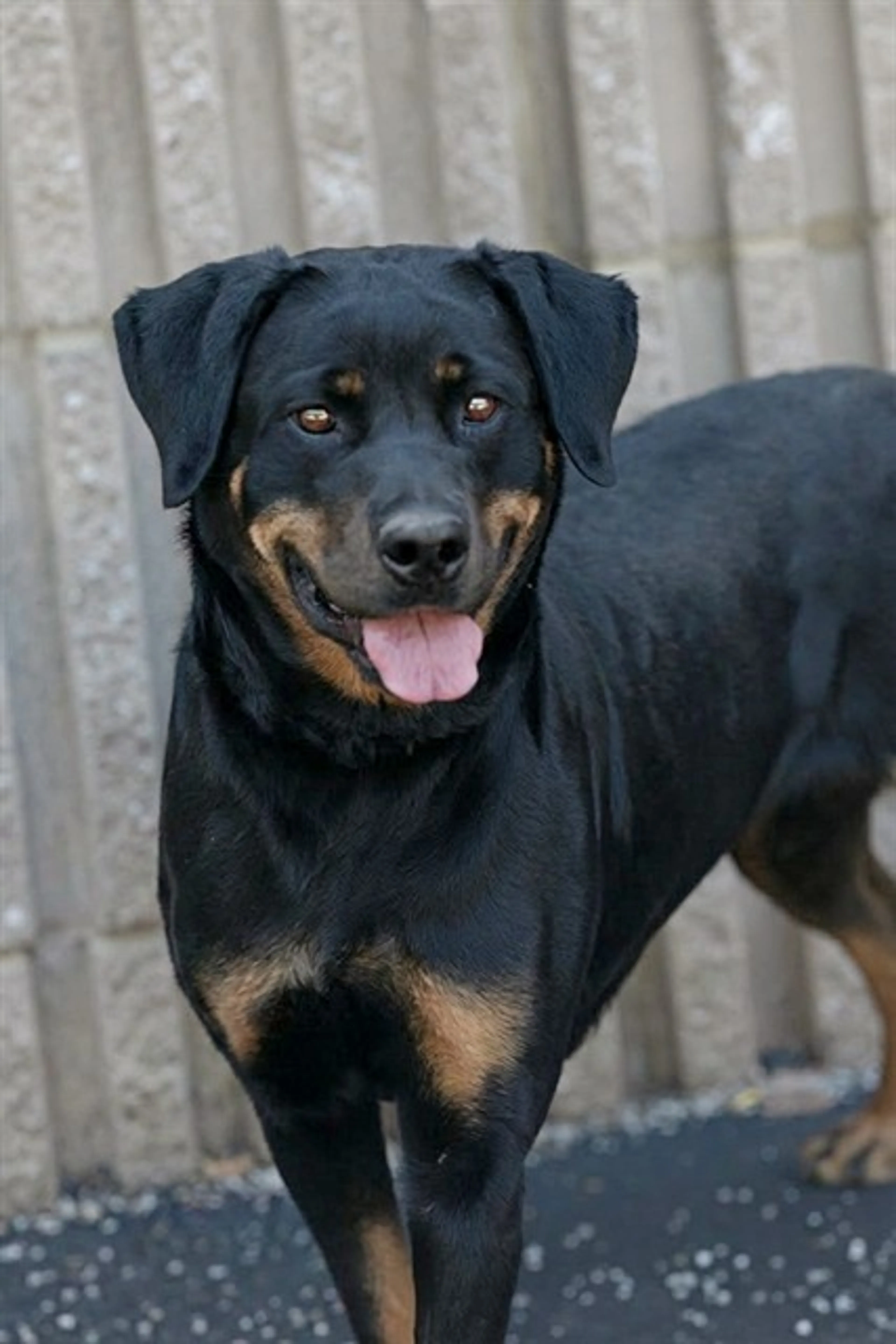 Found pet