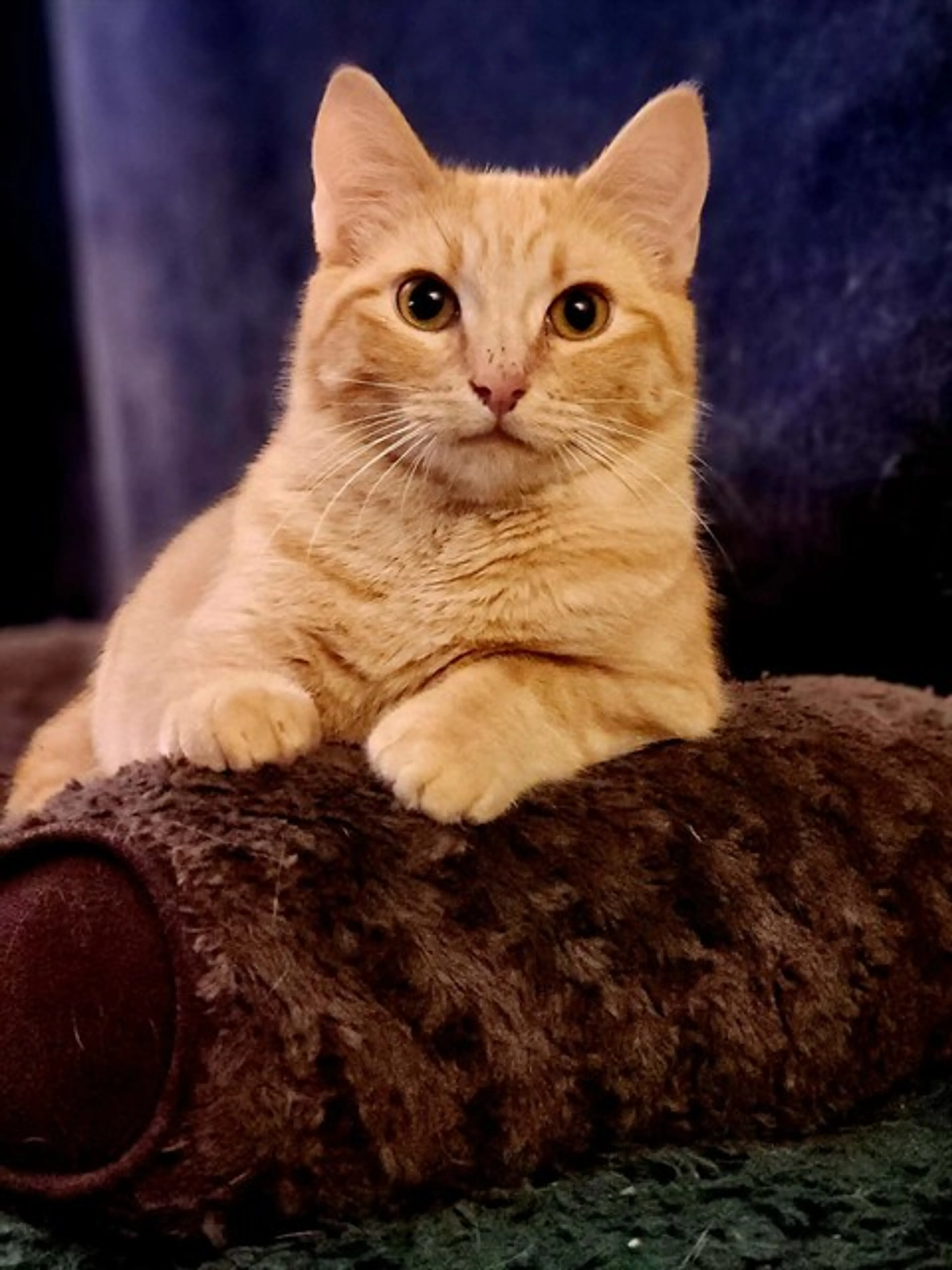 Found pet