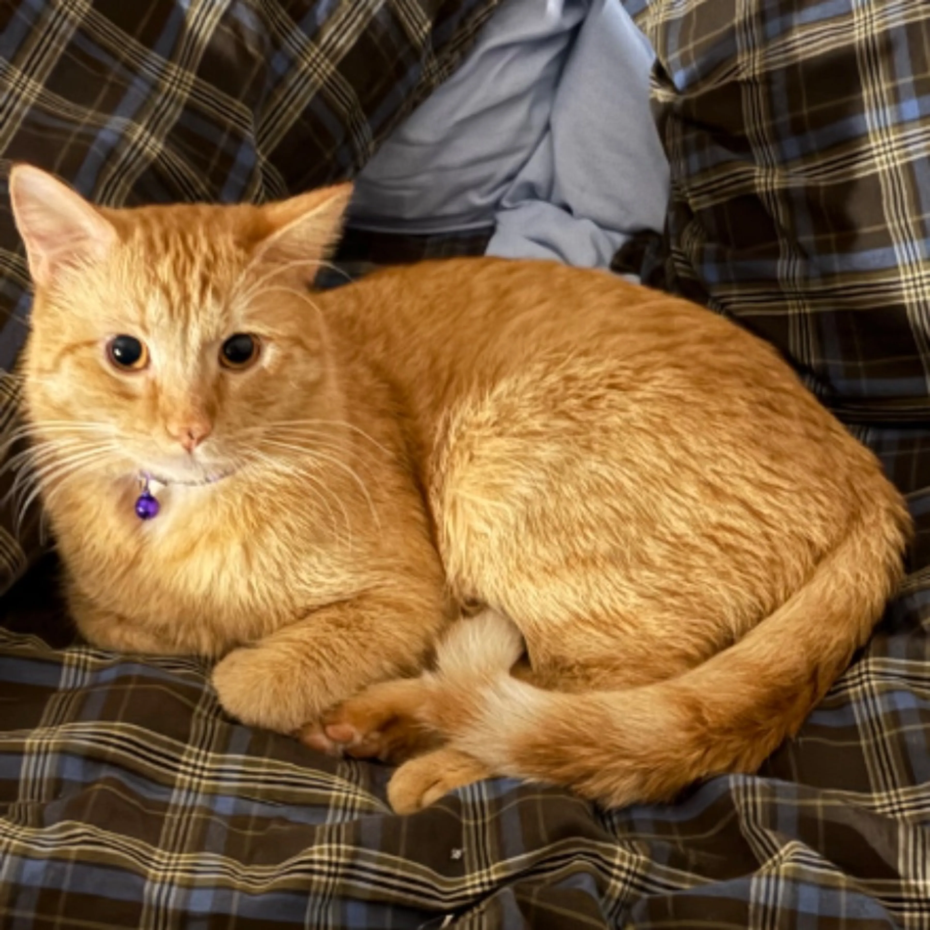 Lost pet-0