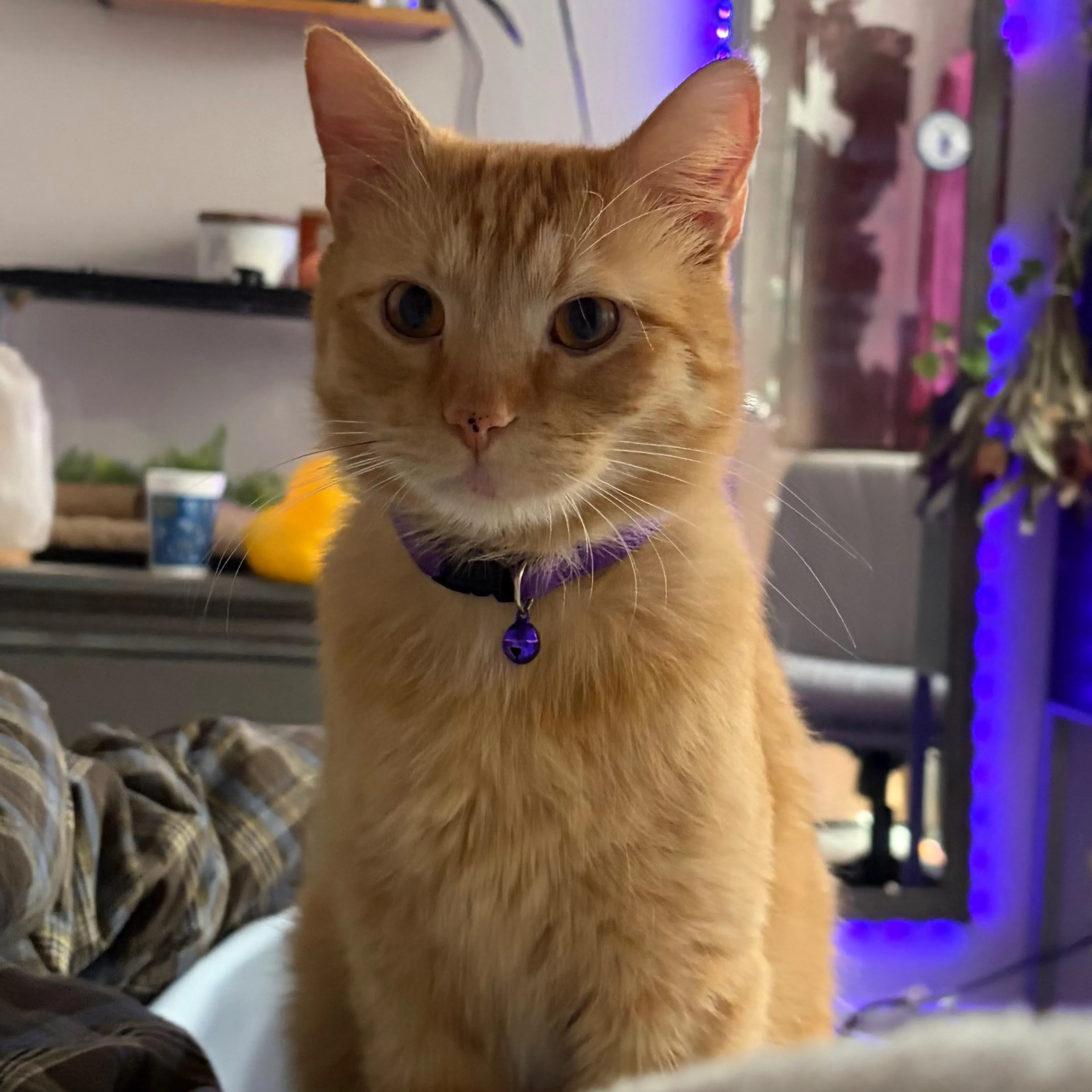 Lost pet-2