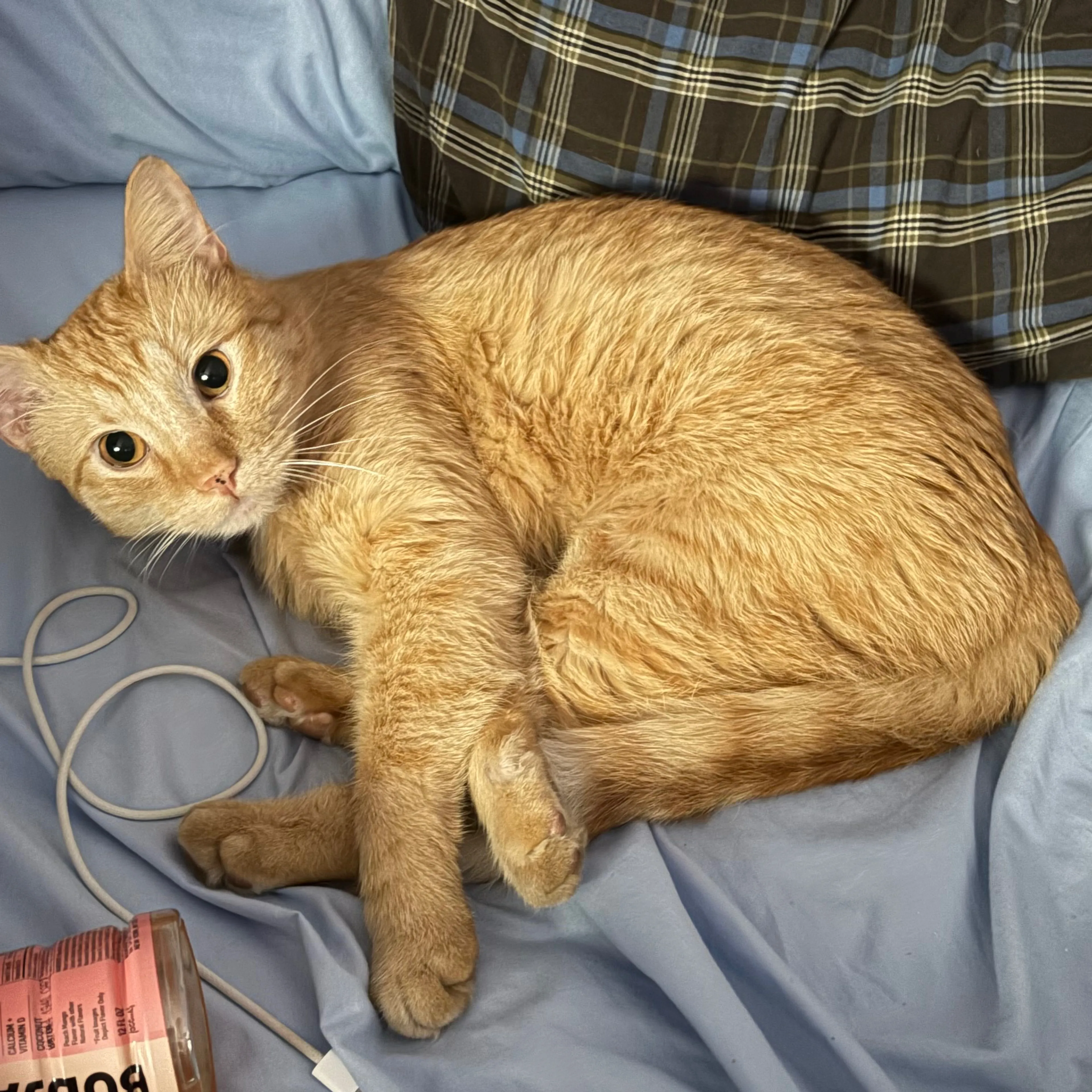 Lost pet-1