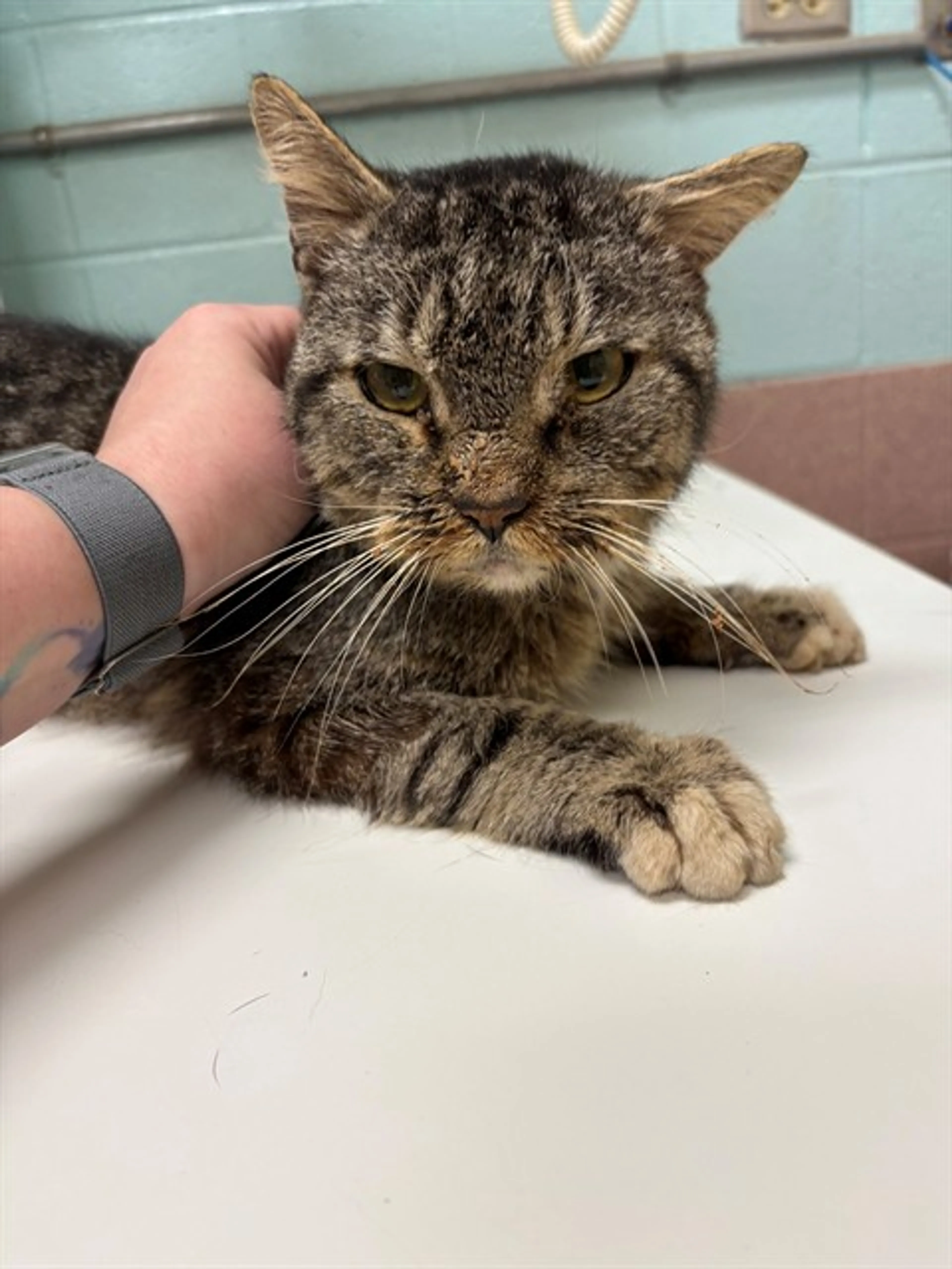 Found pet