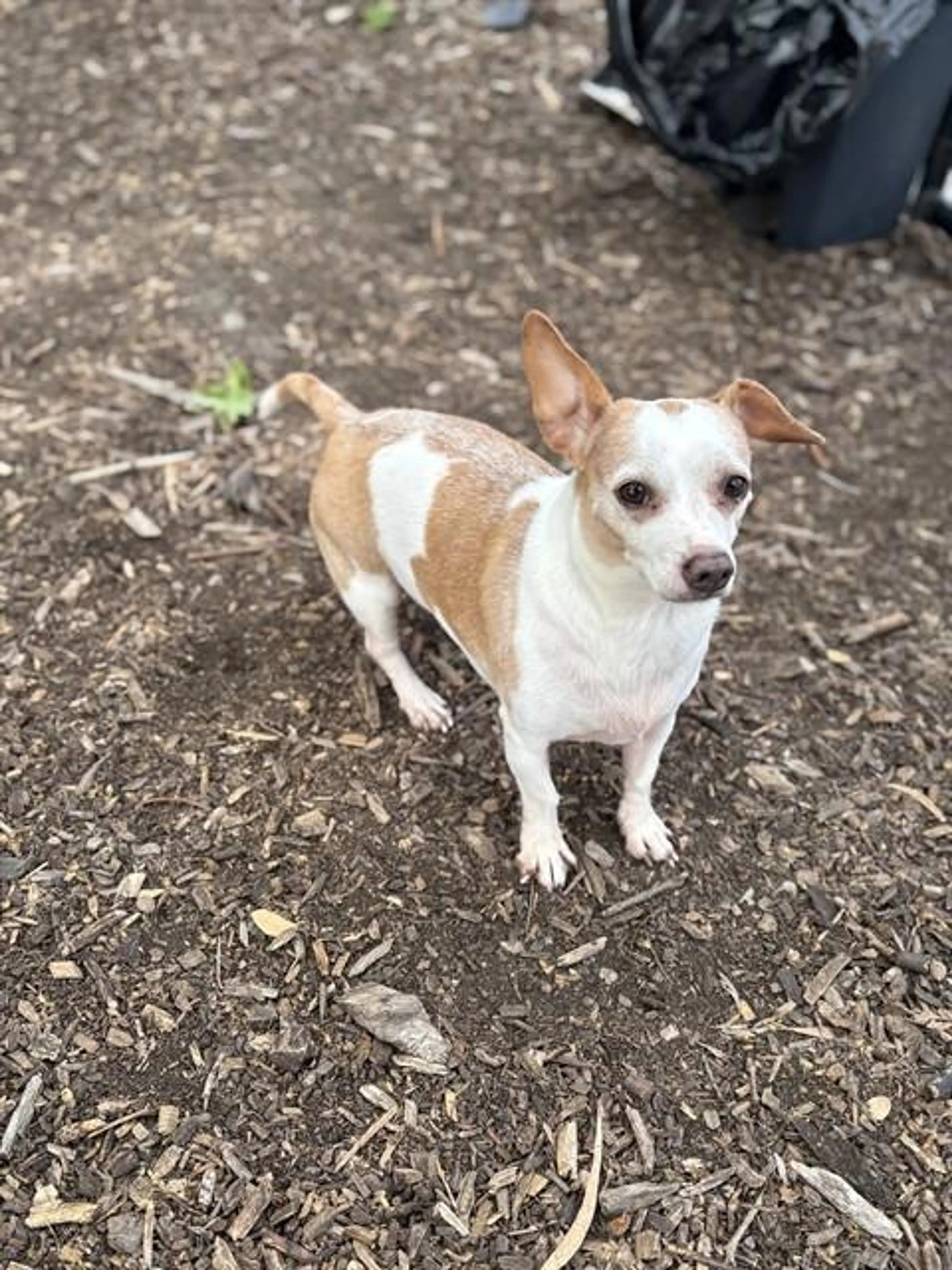 Found pet