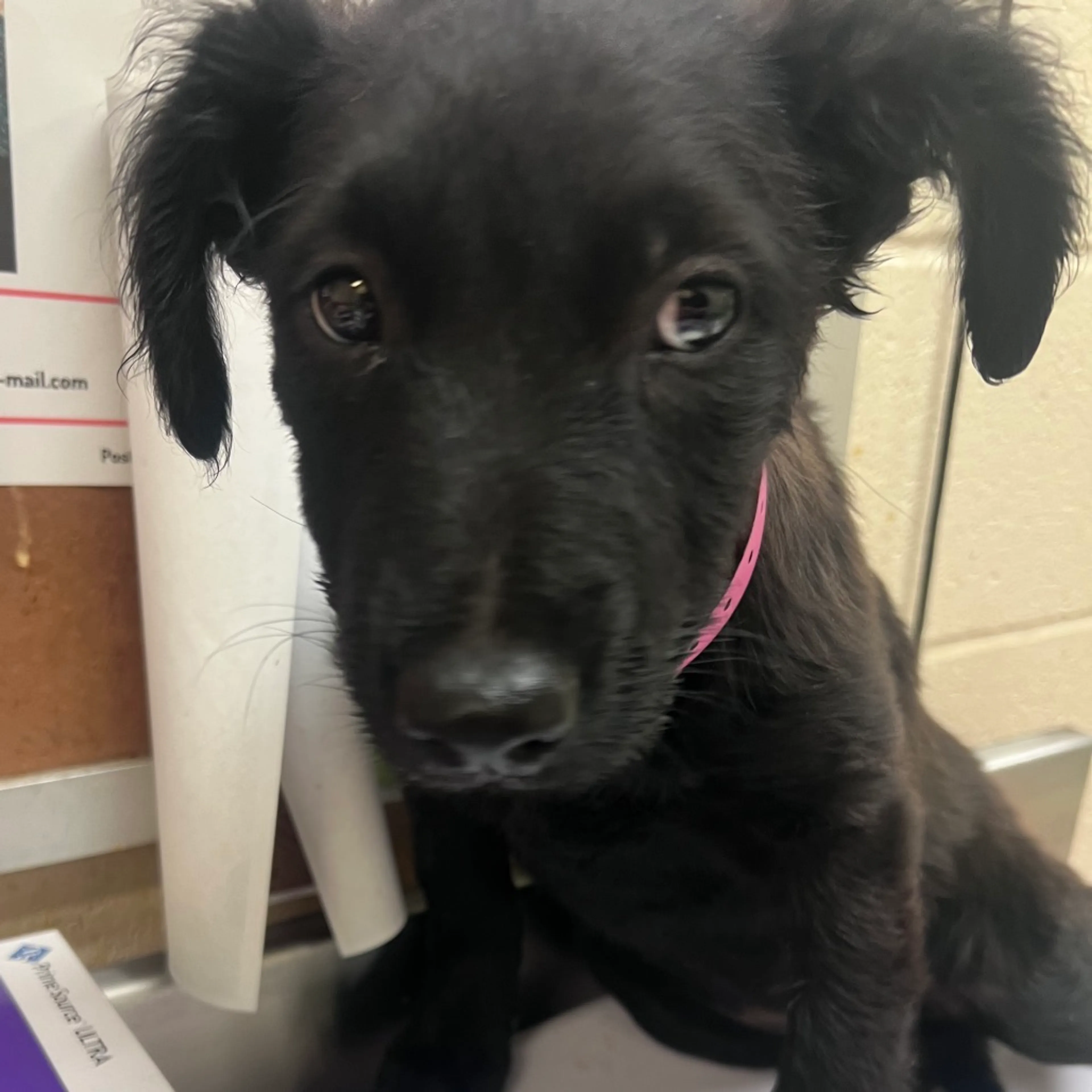 Found pet-1