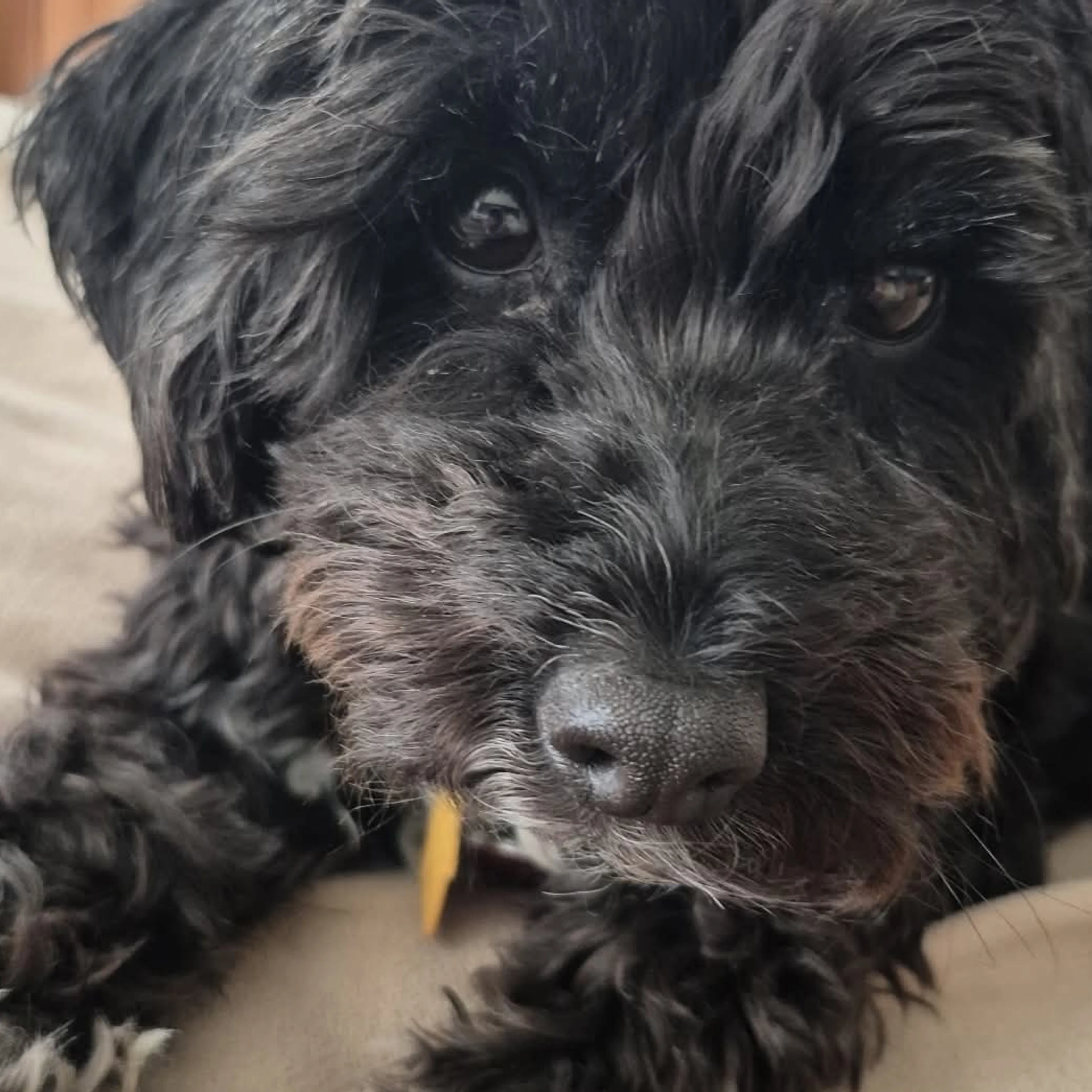 Lost pet-0