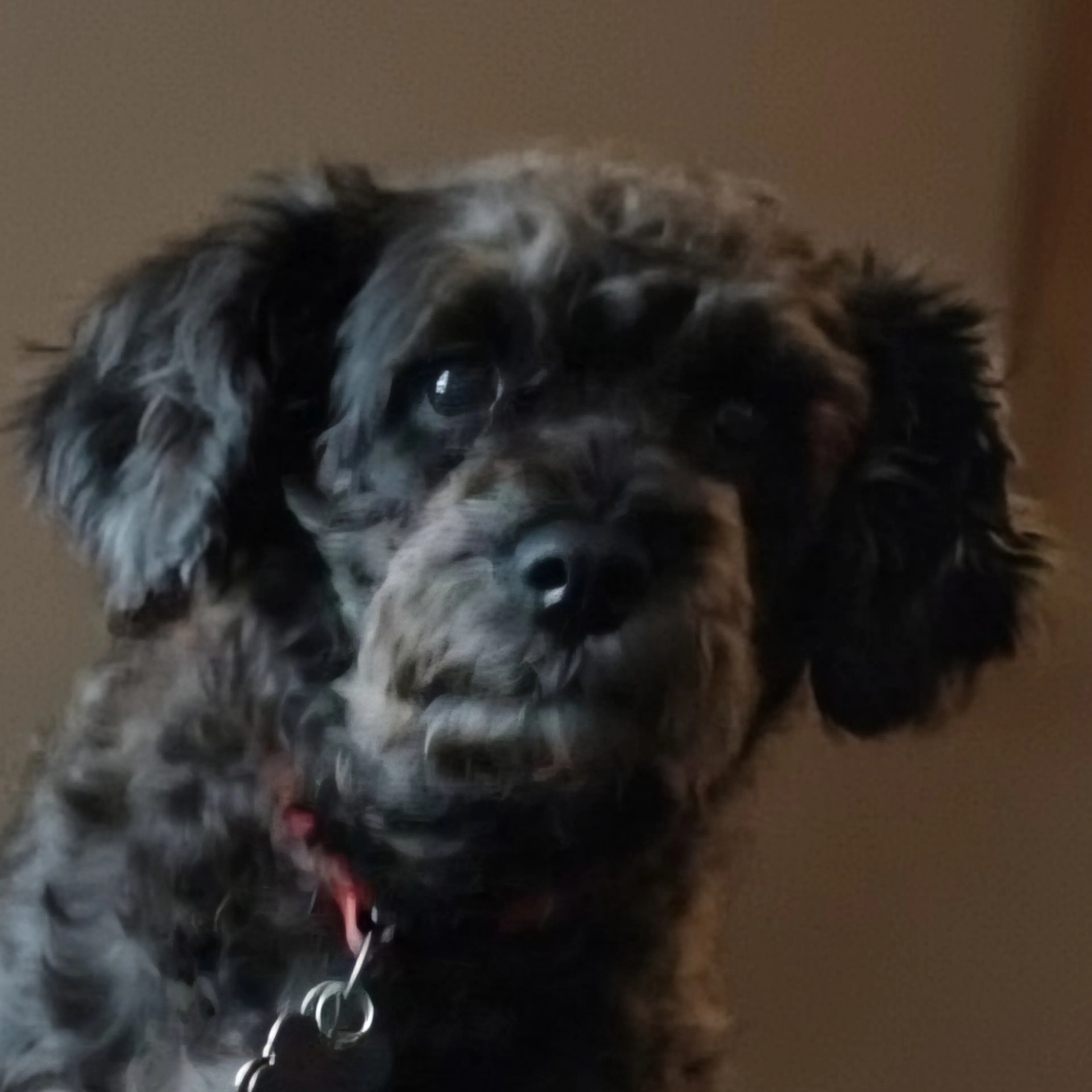 Lost pet-1