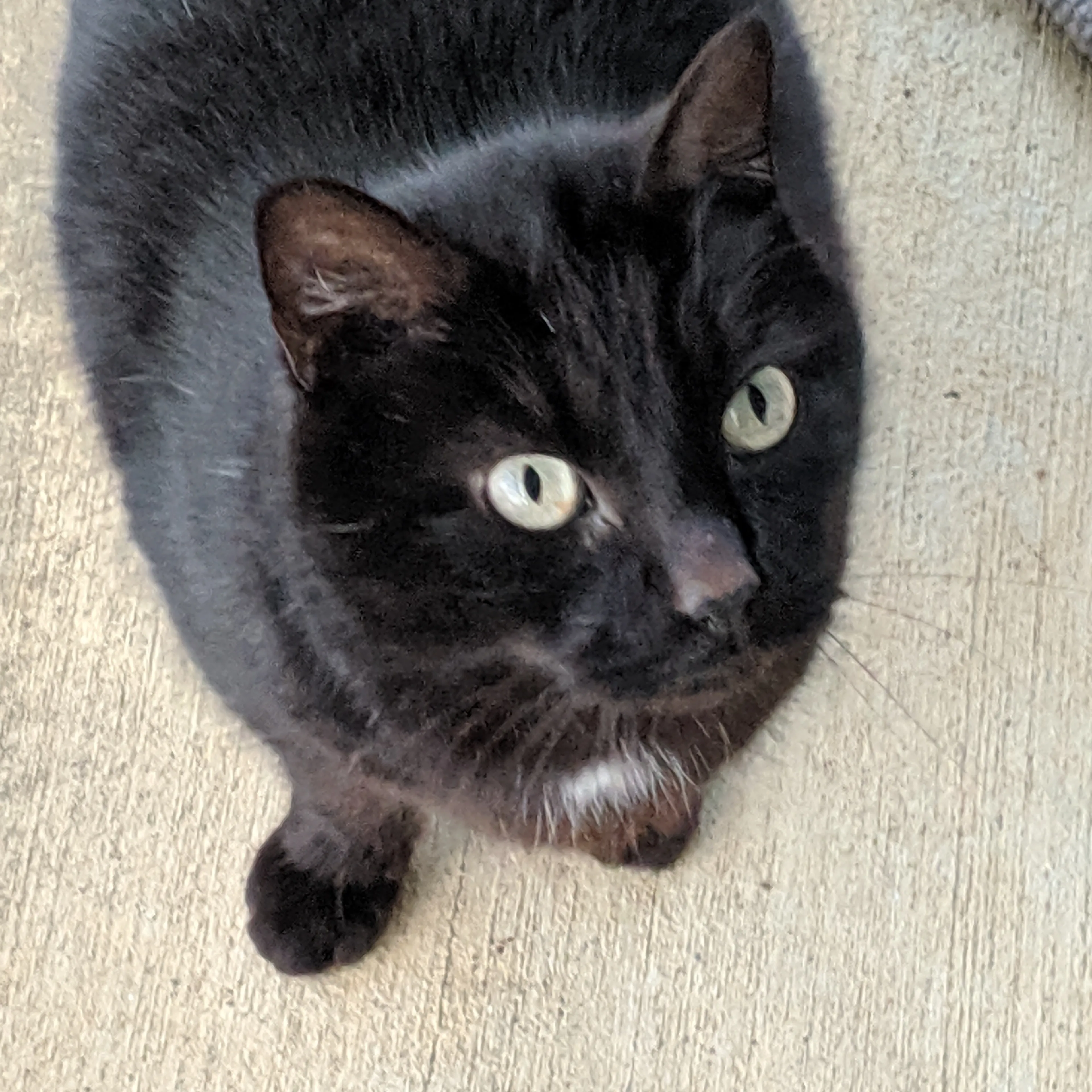 Lost pet-3