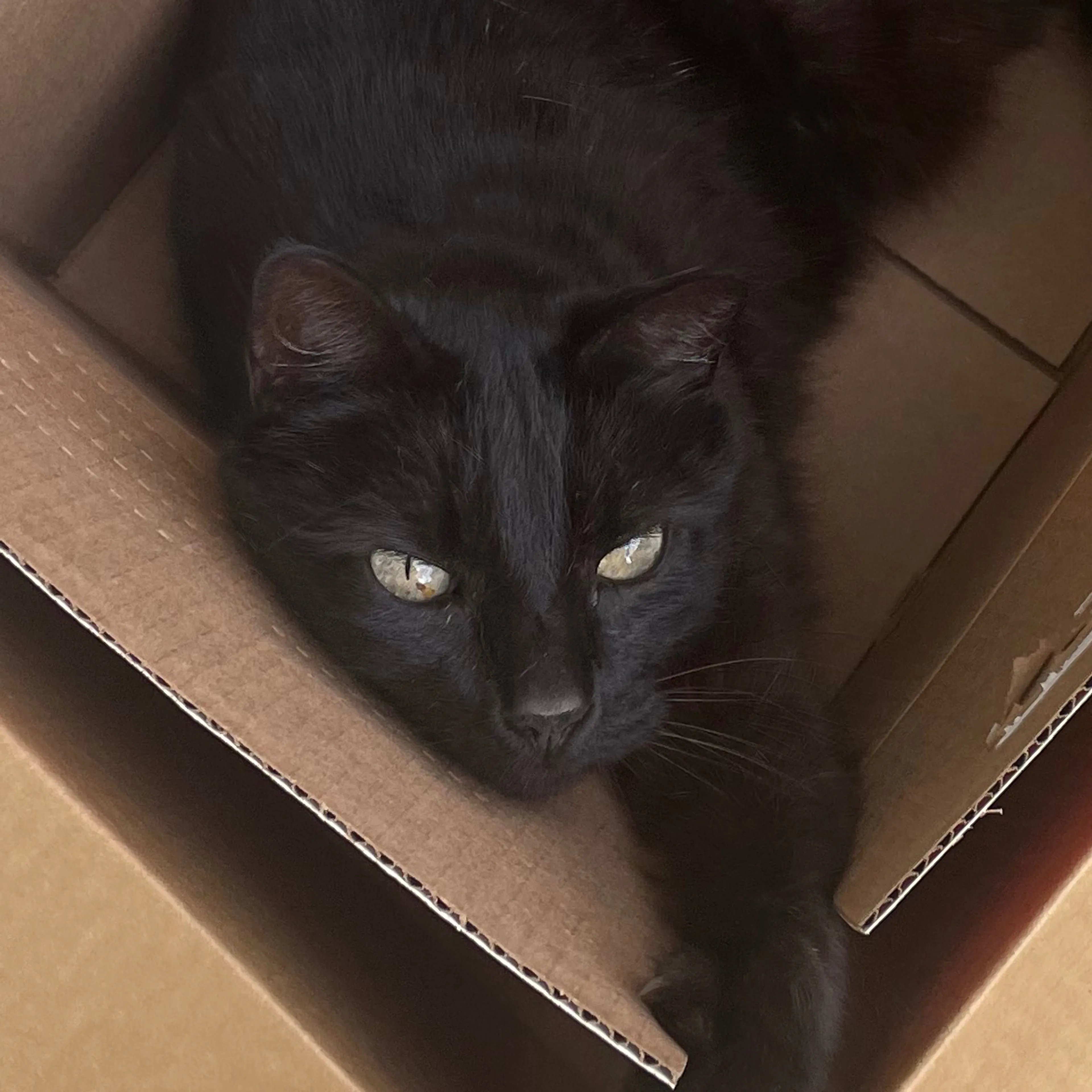 Lost pet-2