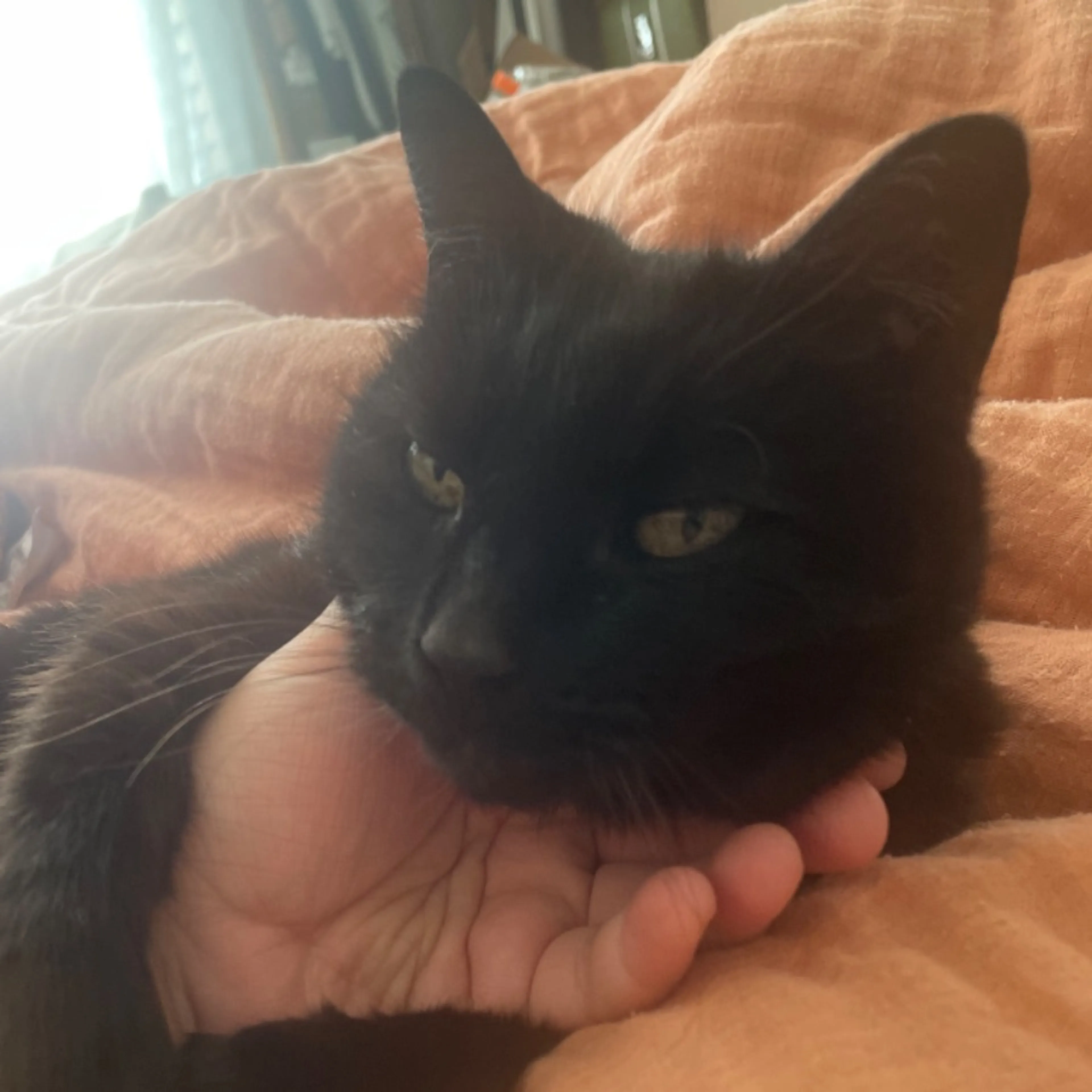 Lost pet-0