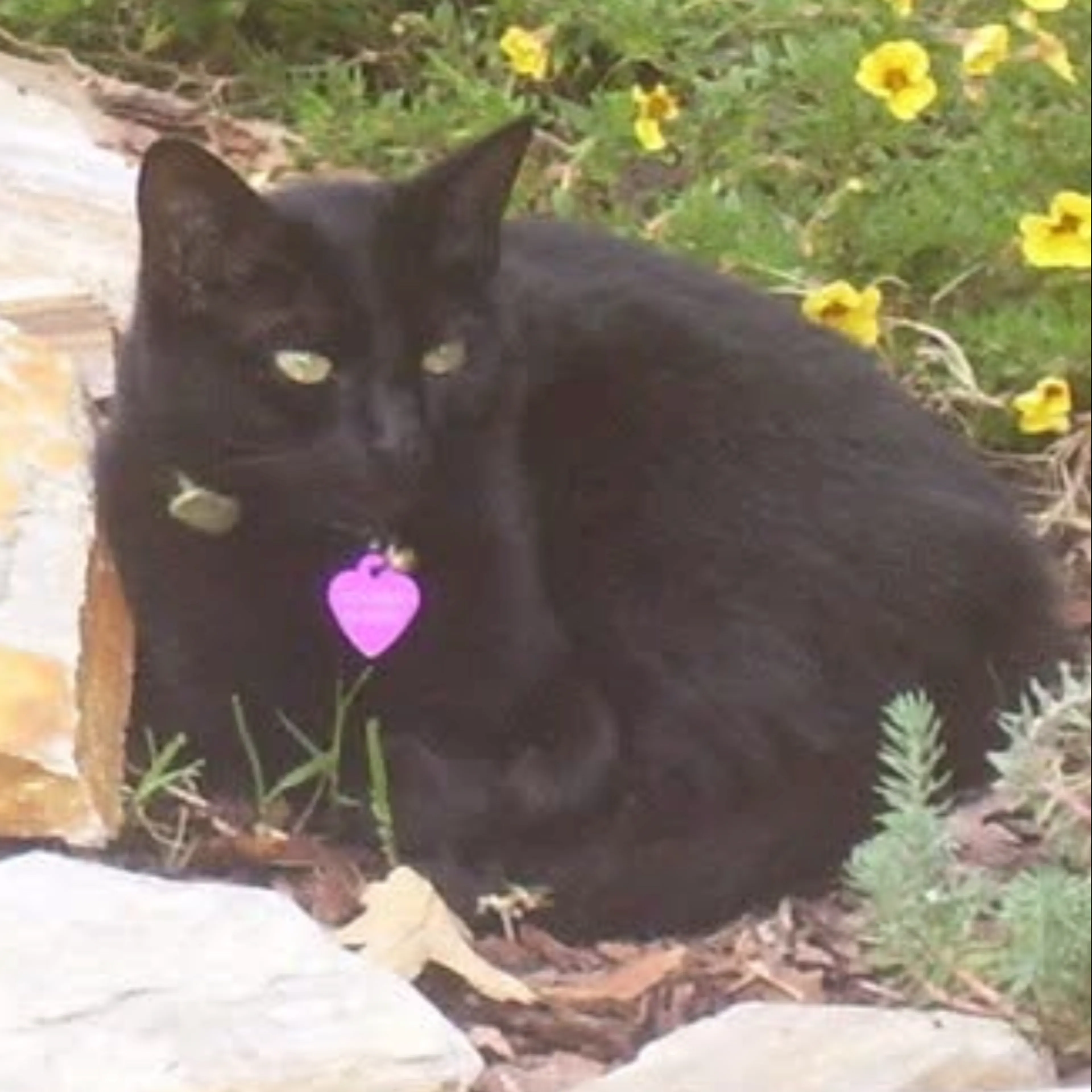 Lost pet-1