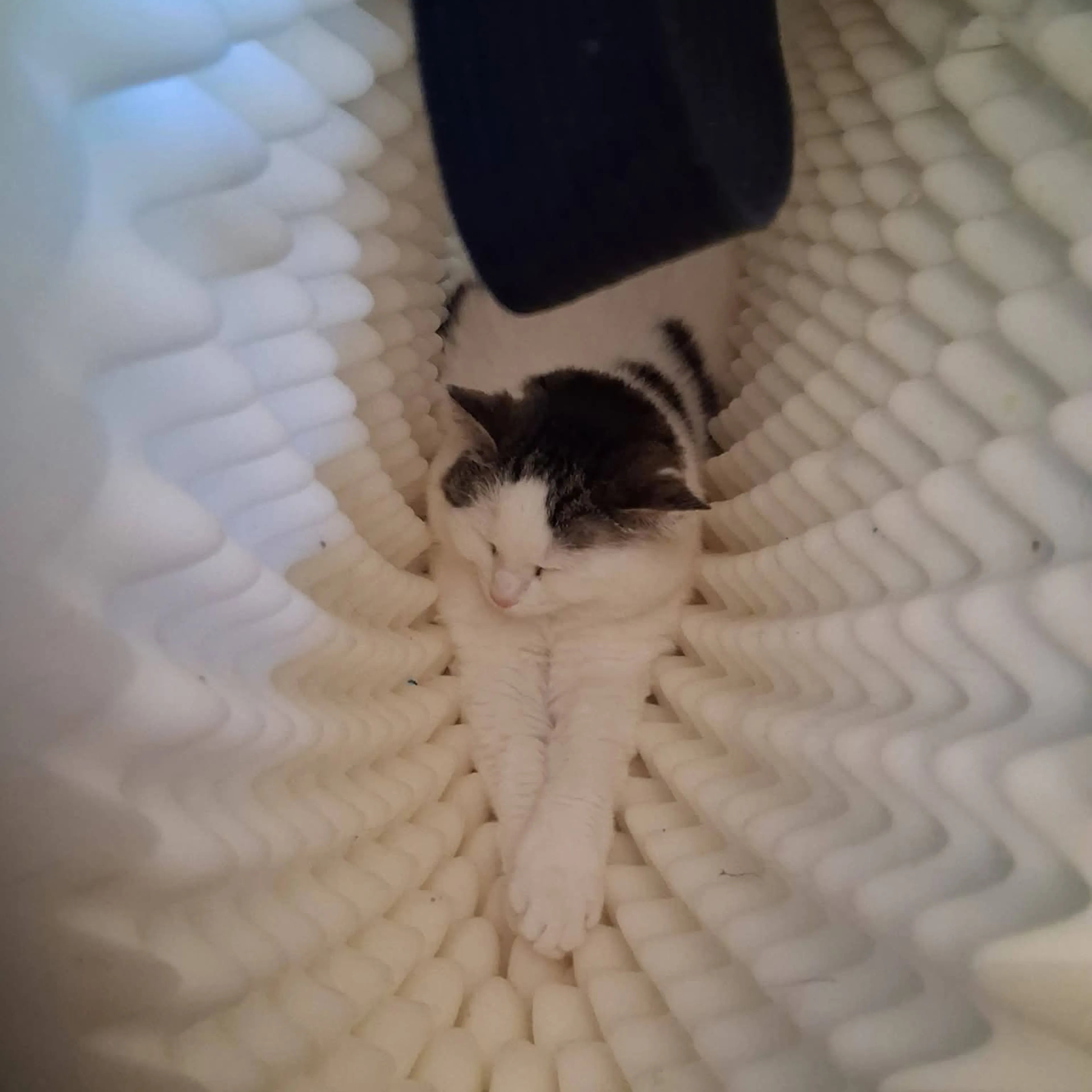 Lost pet-2