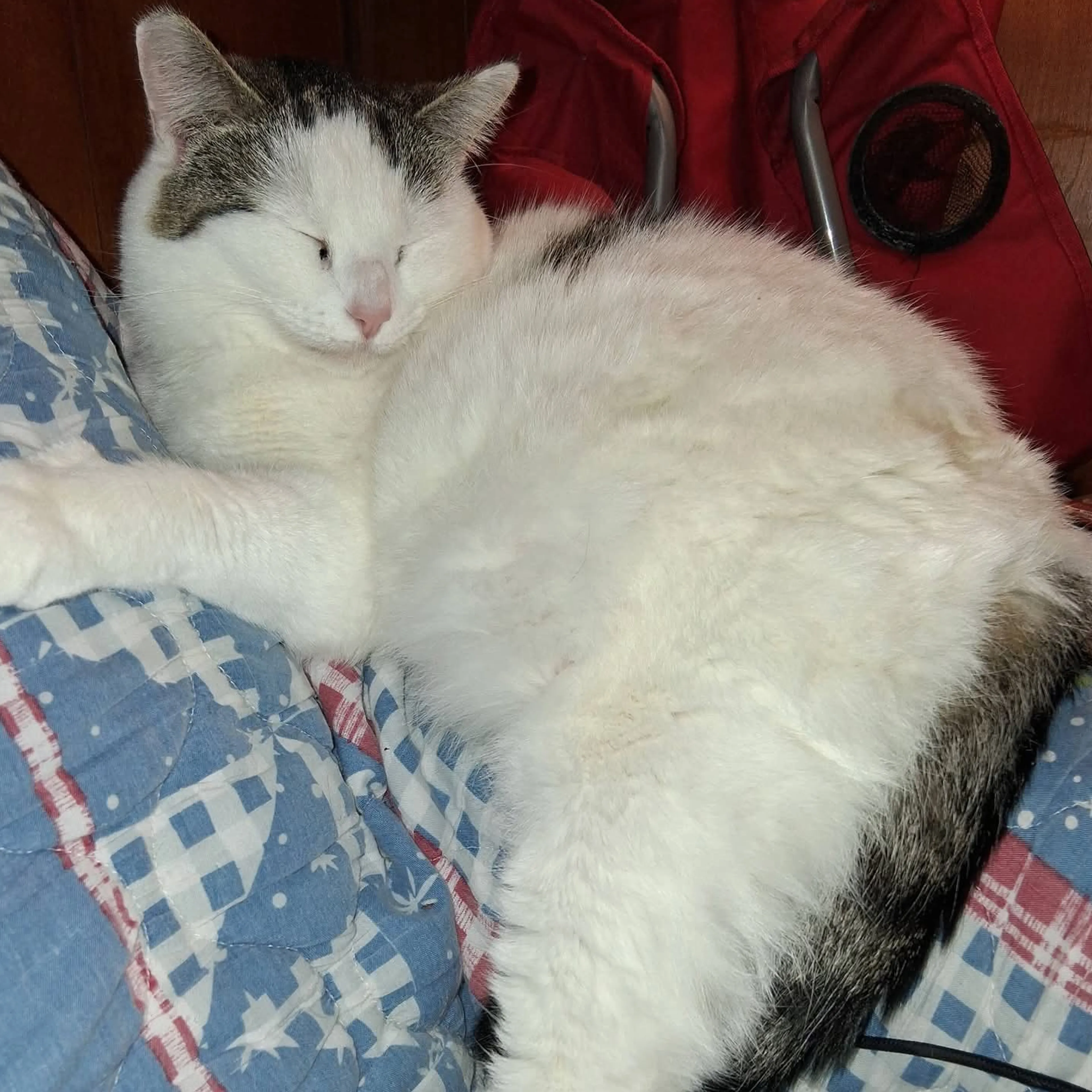 Lost pet-1