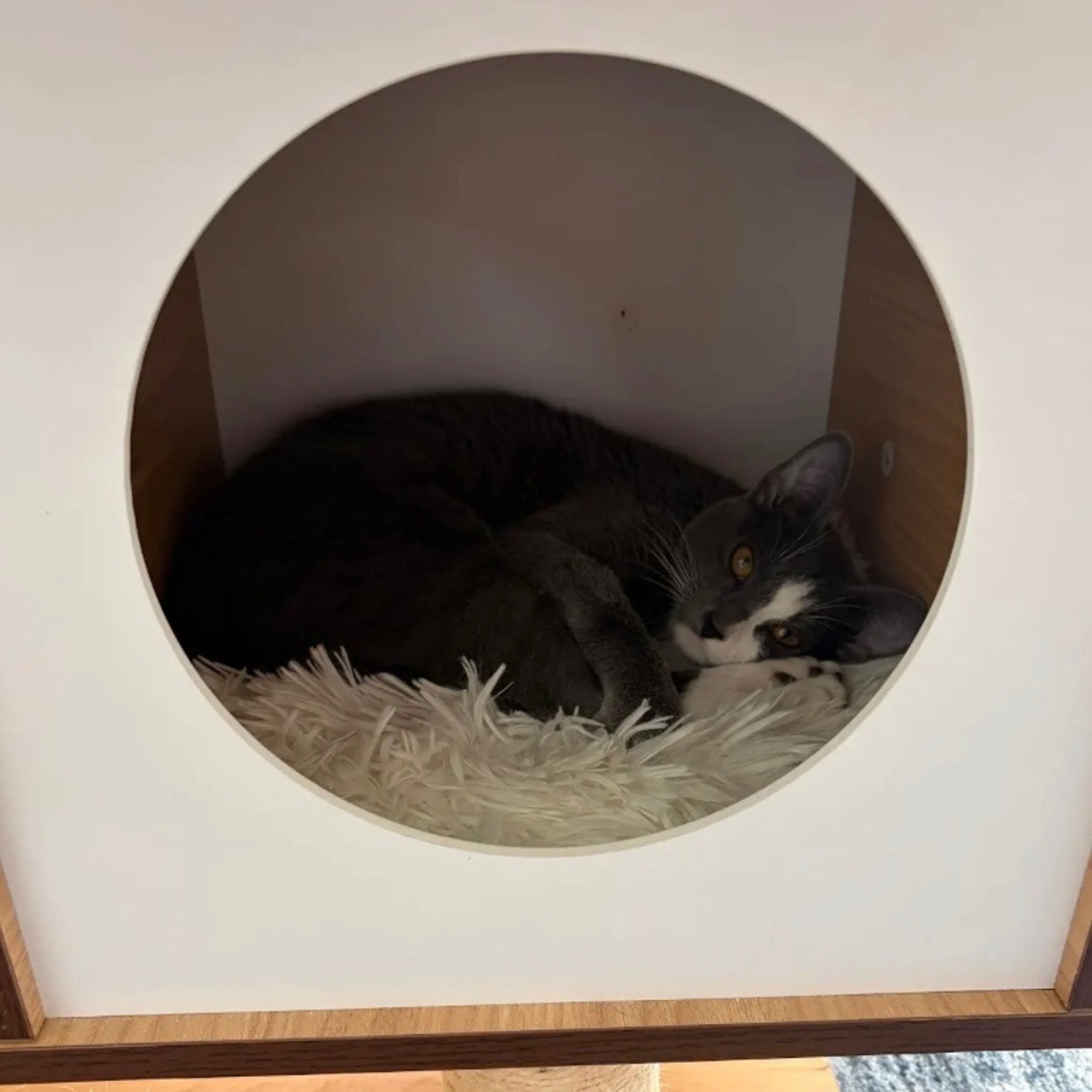 Found pet-3