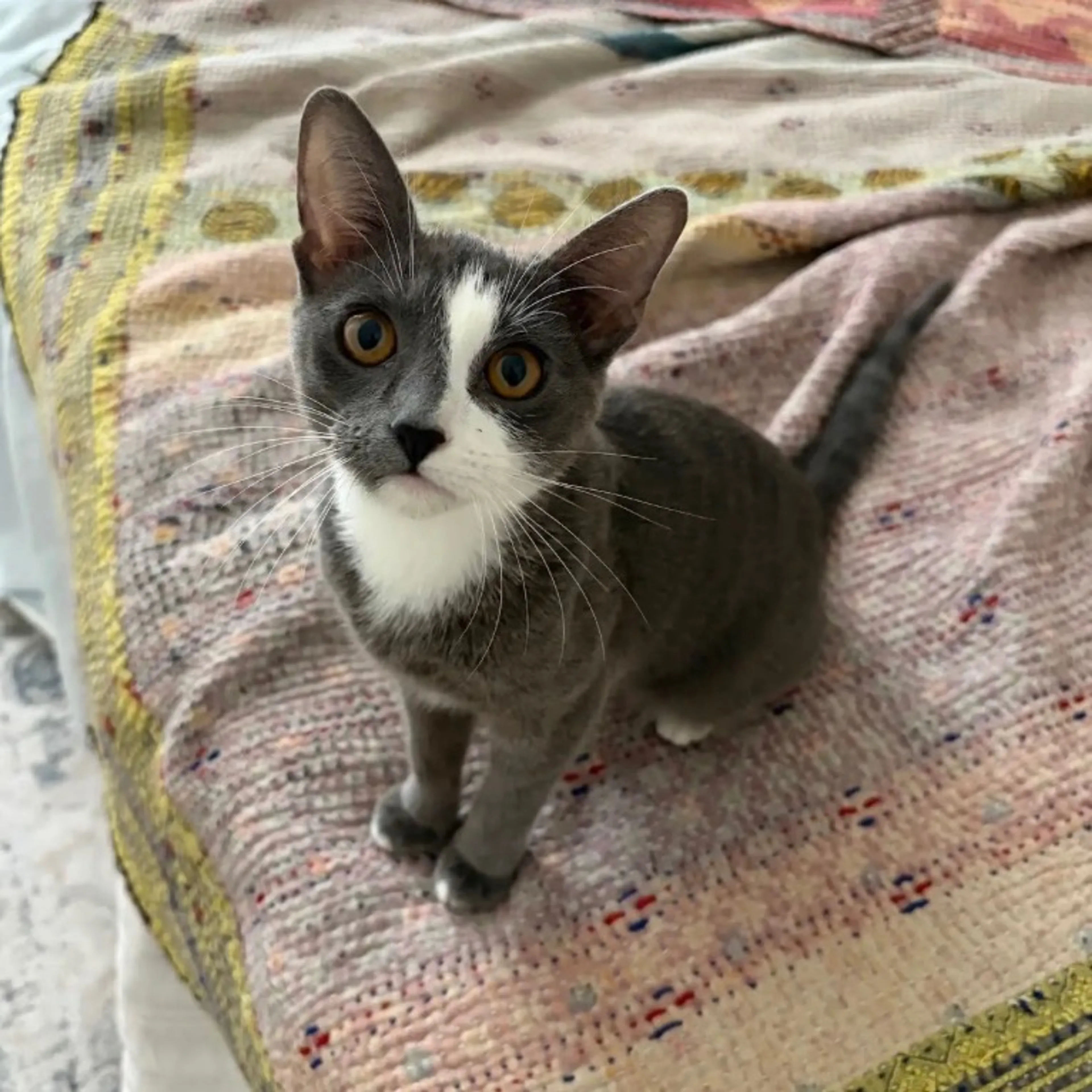Found pet-1