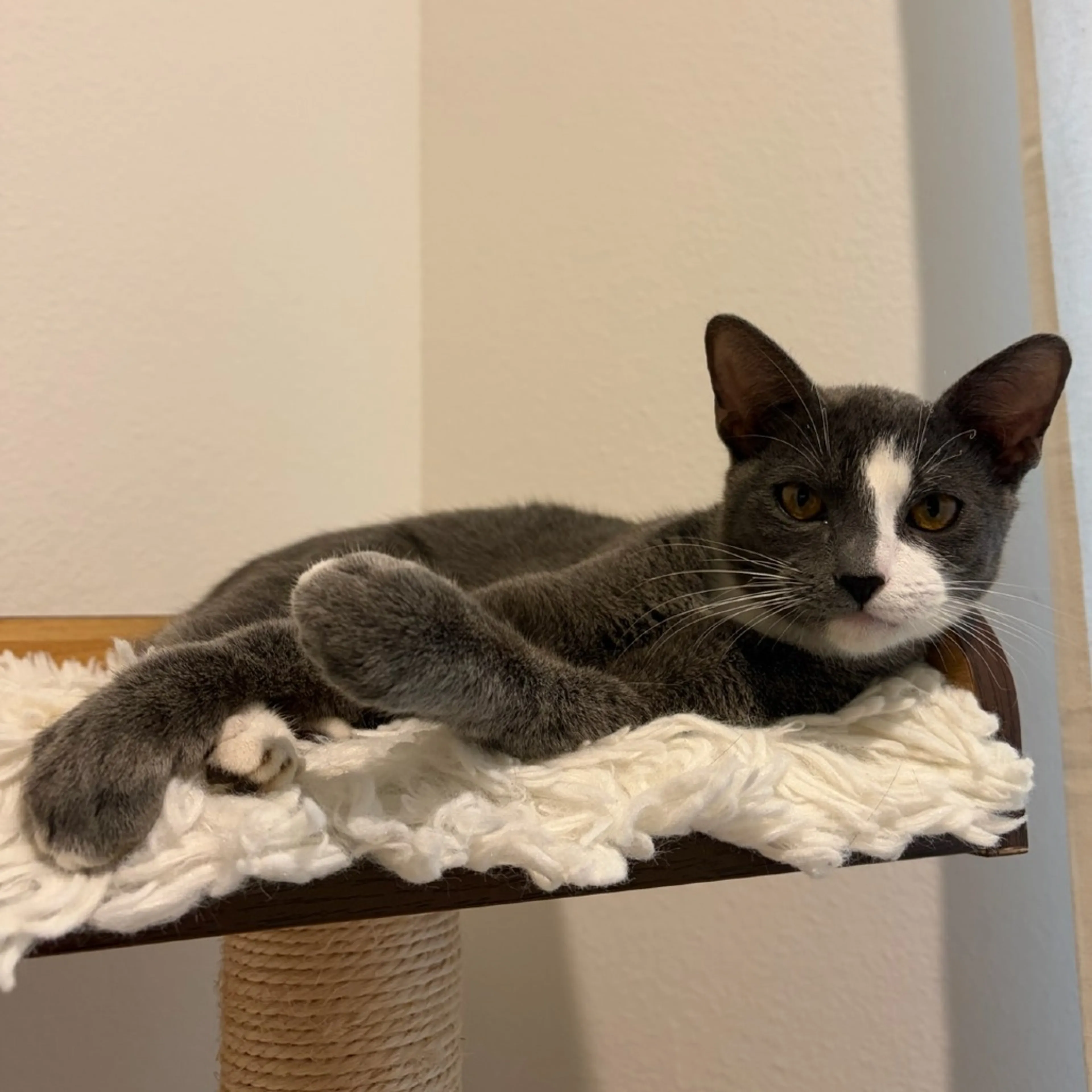 Found pet-4