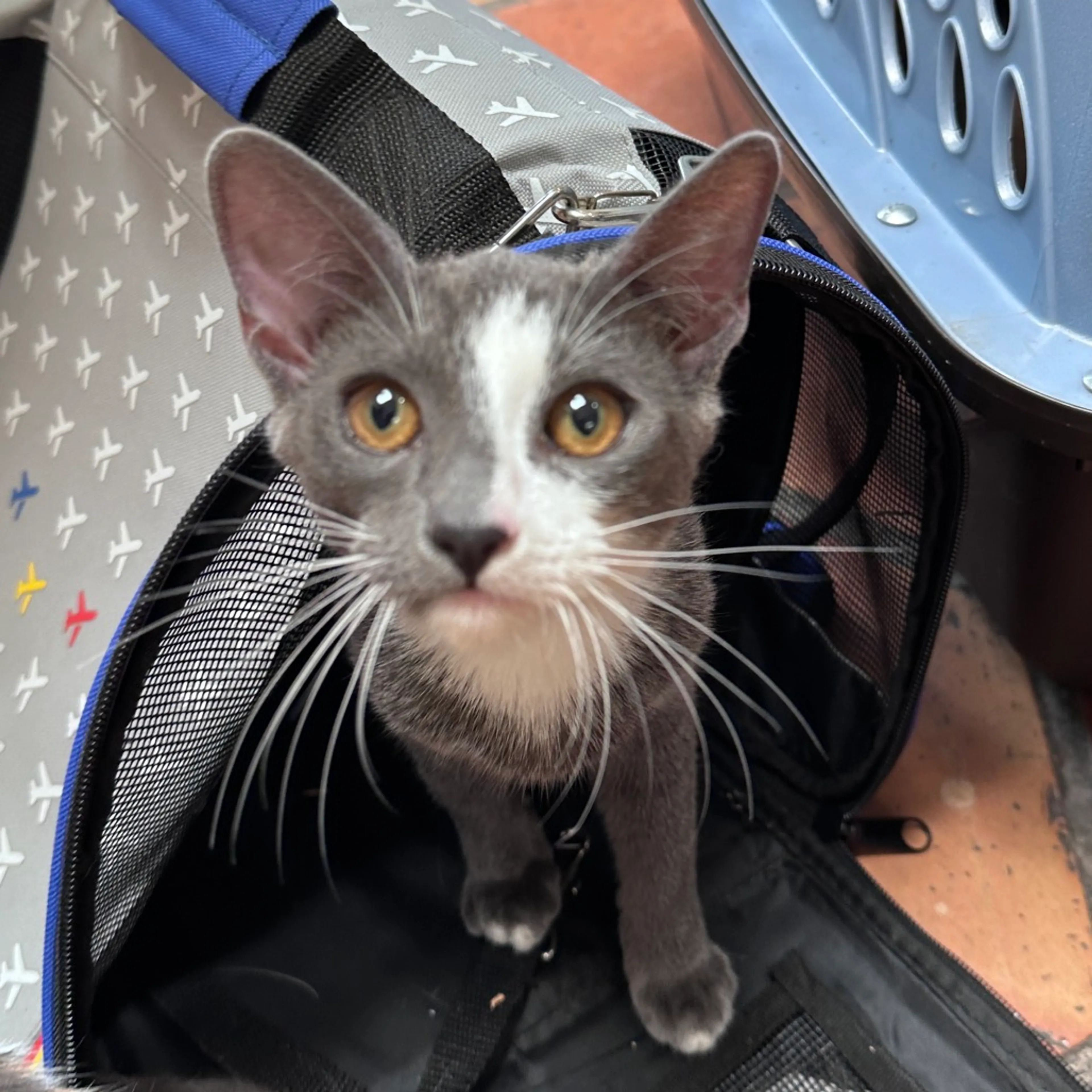 Found pet-0