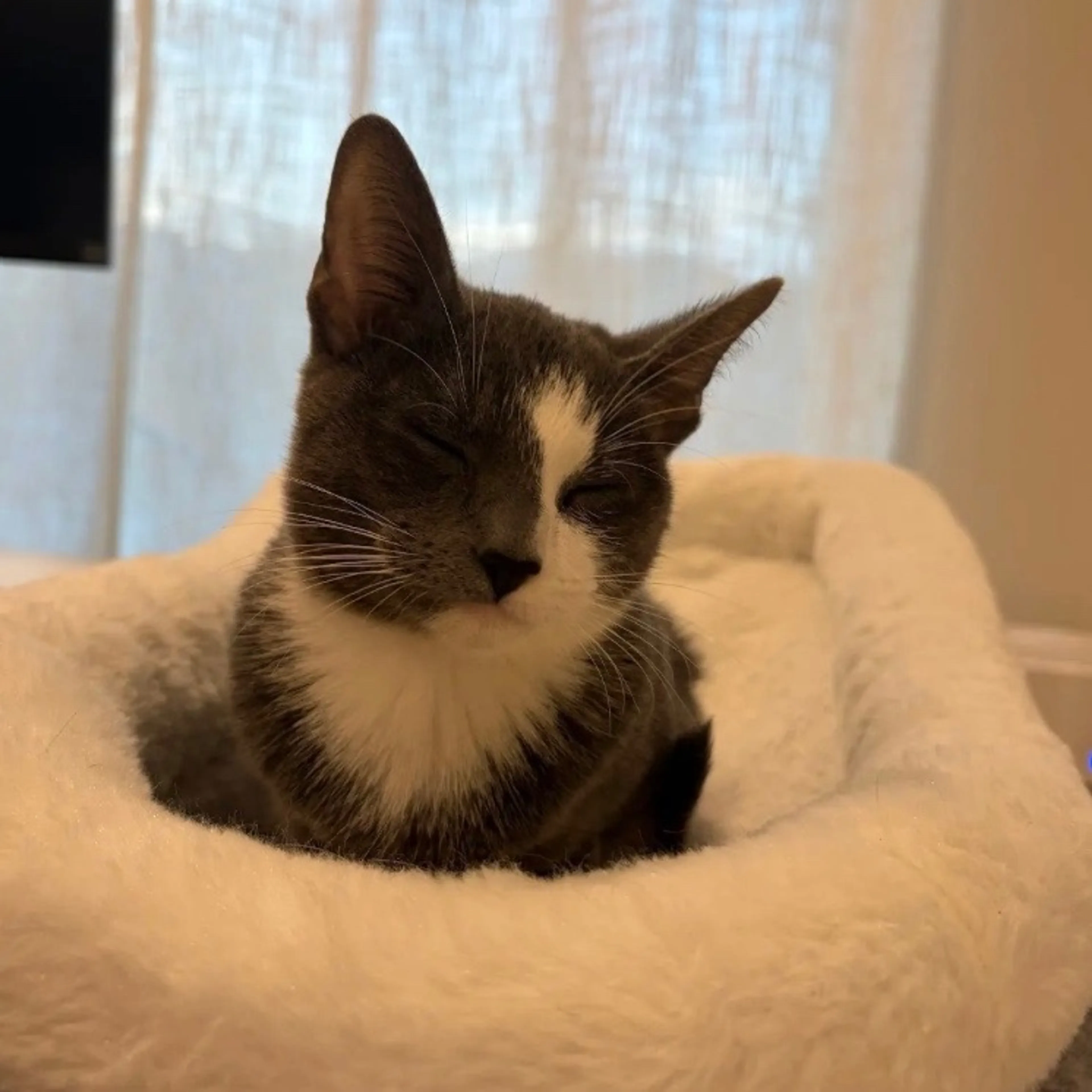 Found pet-2