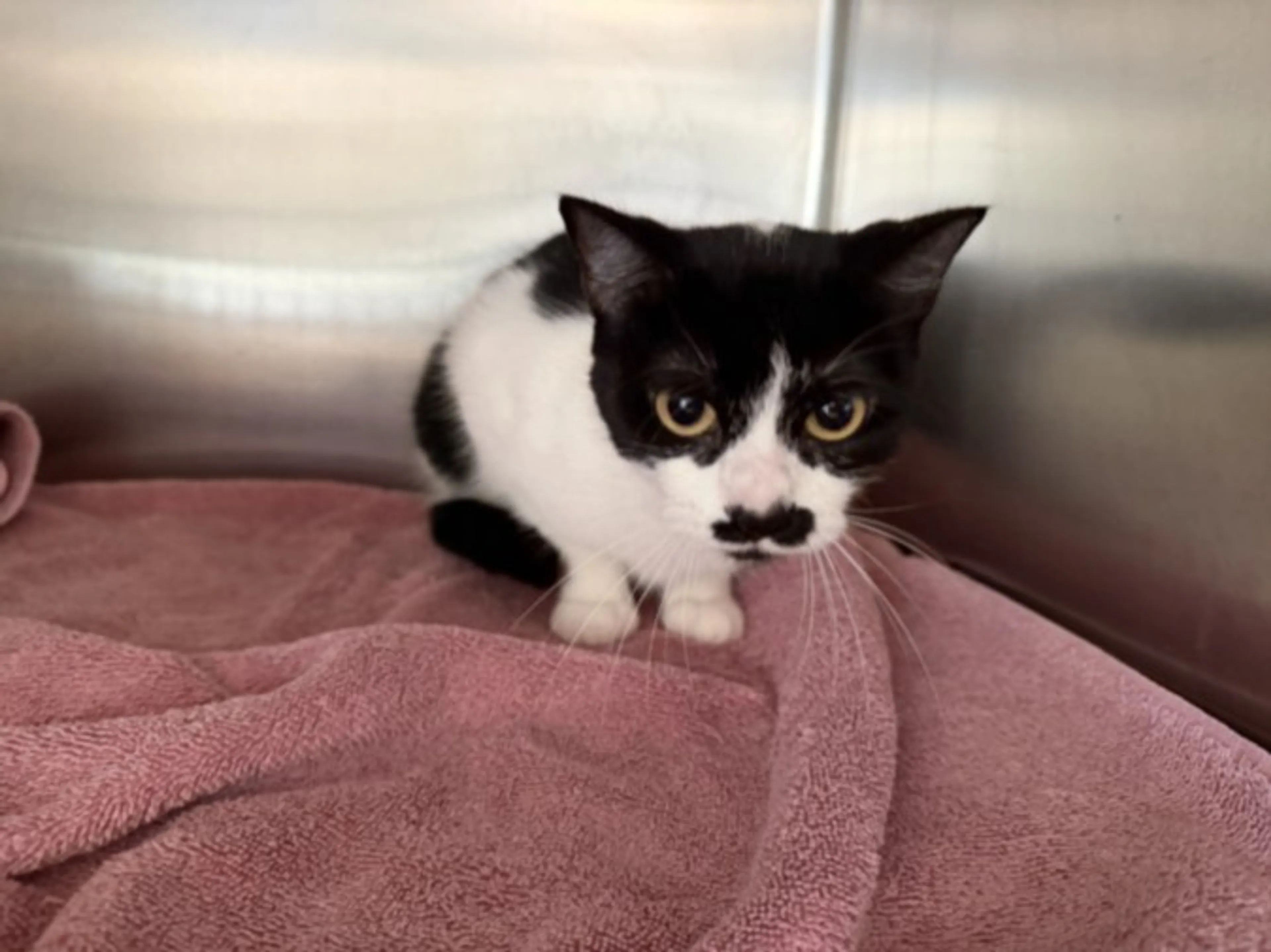 Found pet