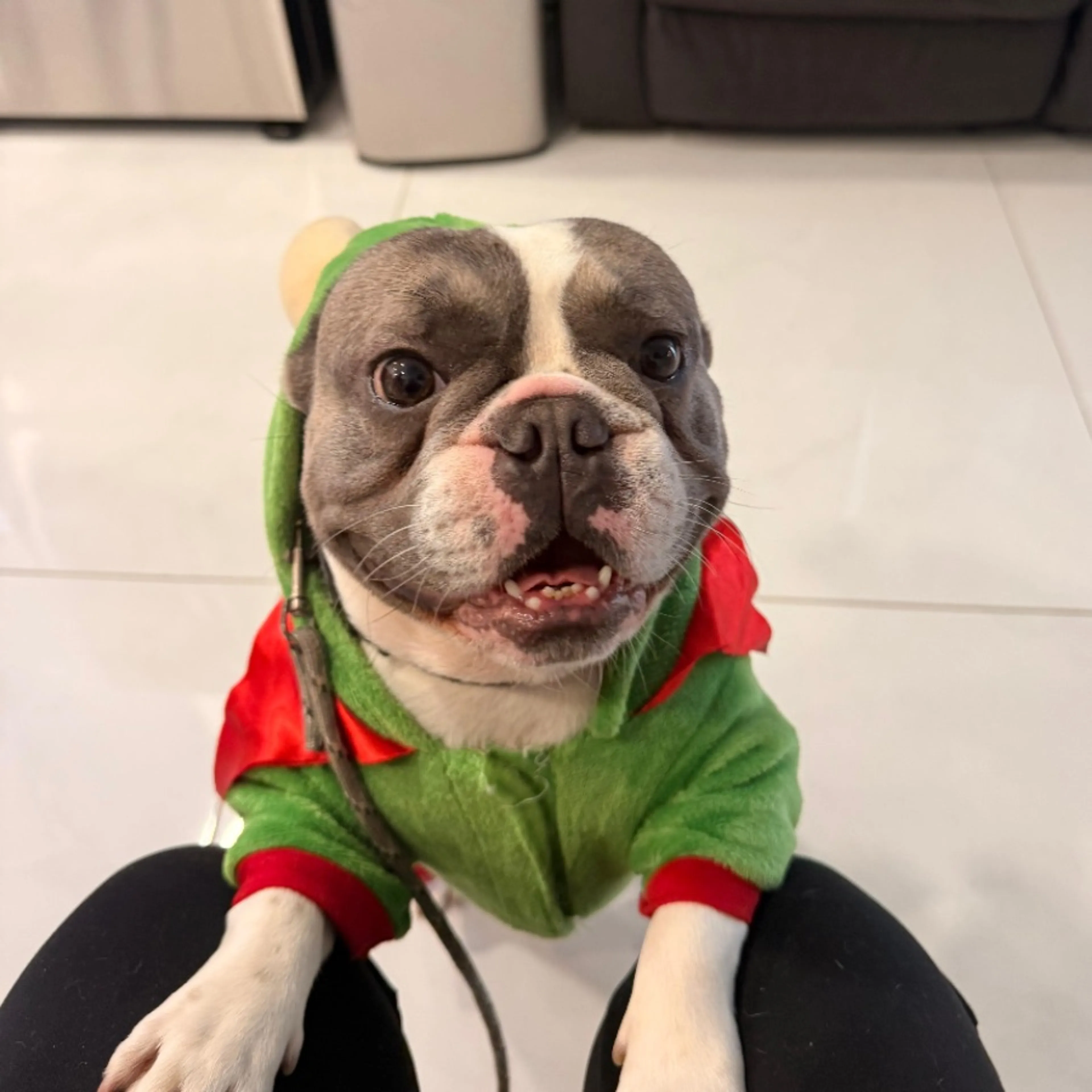 Lost pet-0