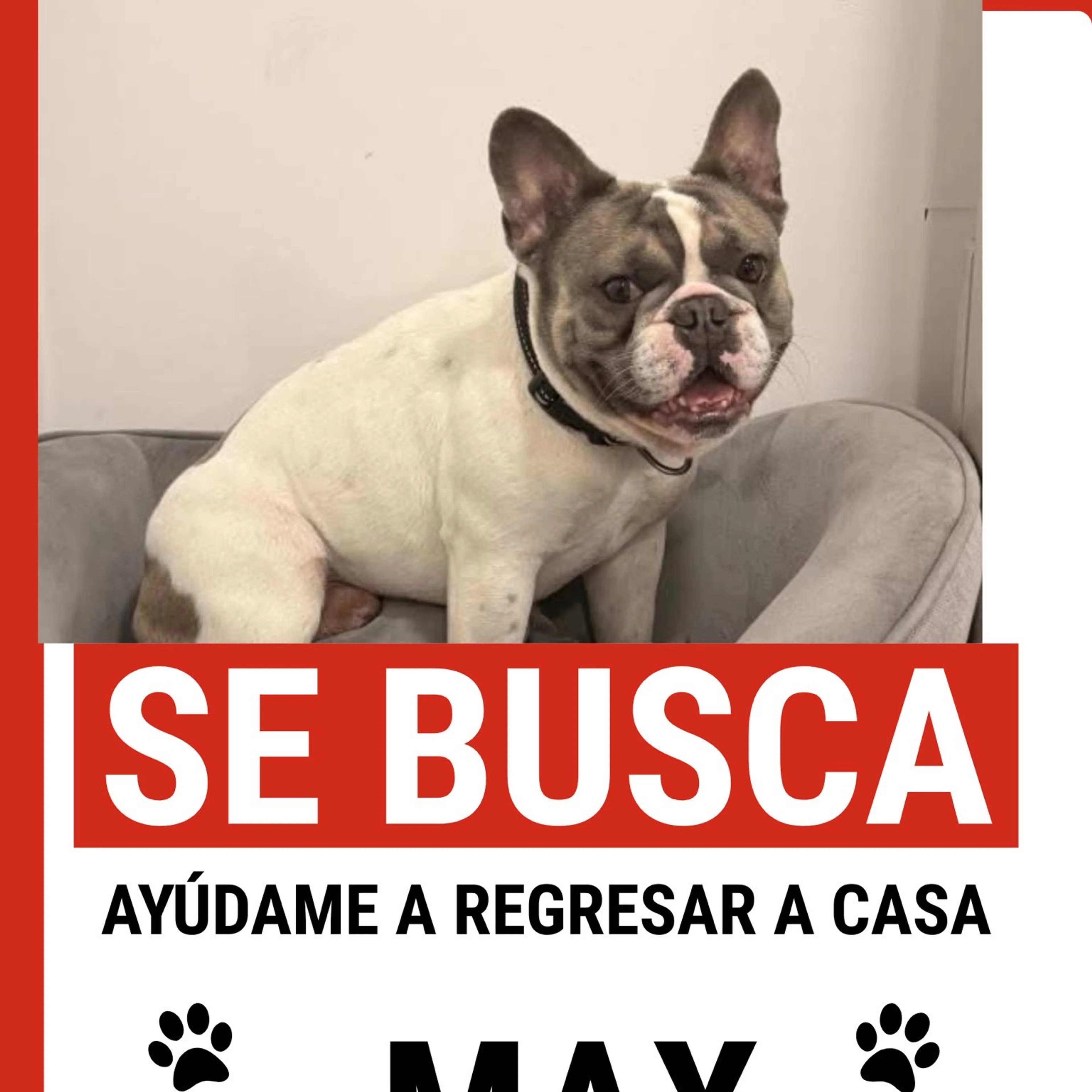 Lost pet-1
