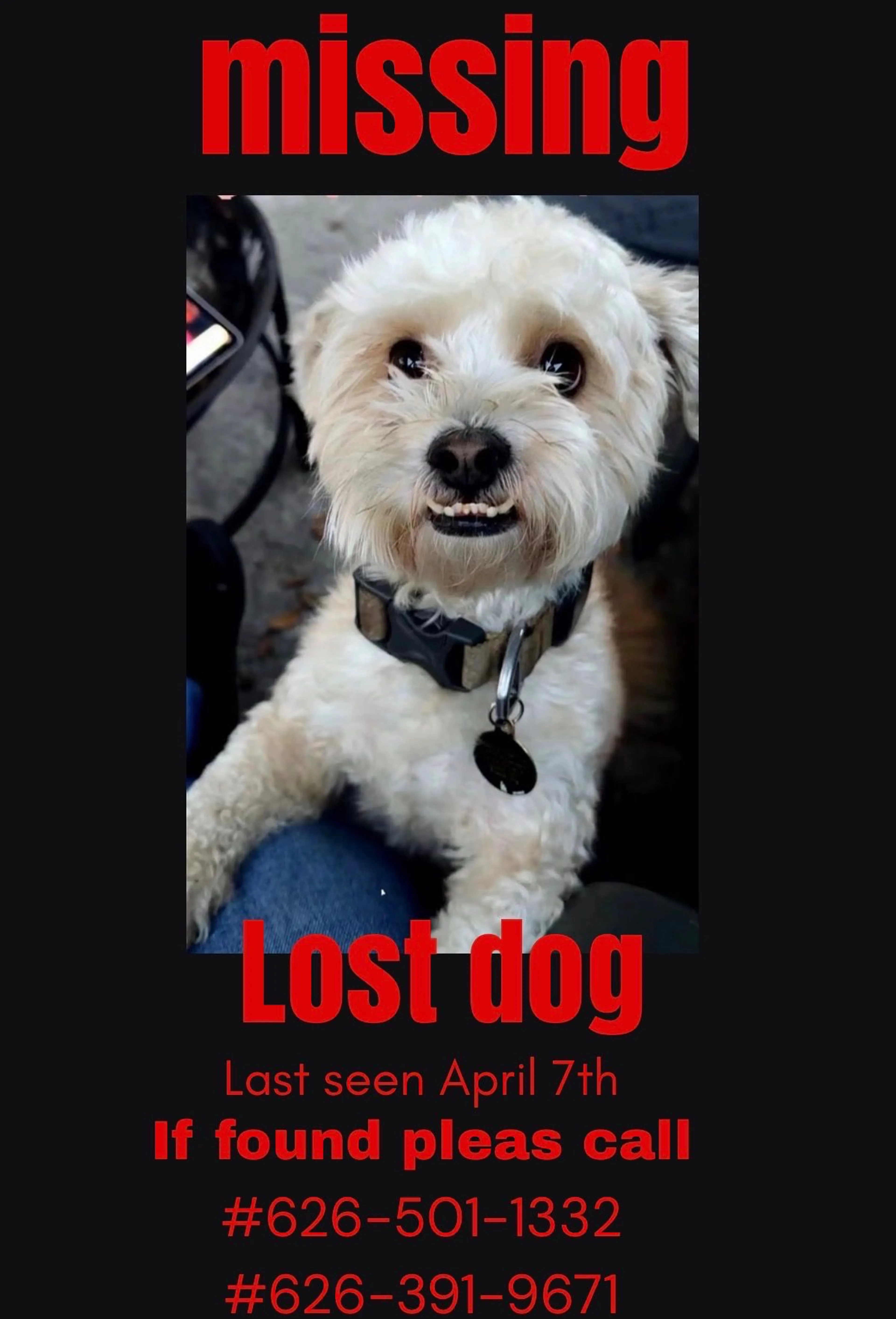 Lost pet-0