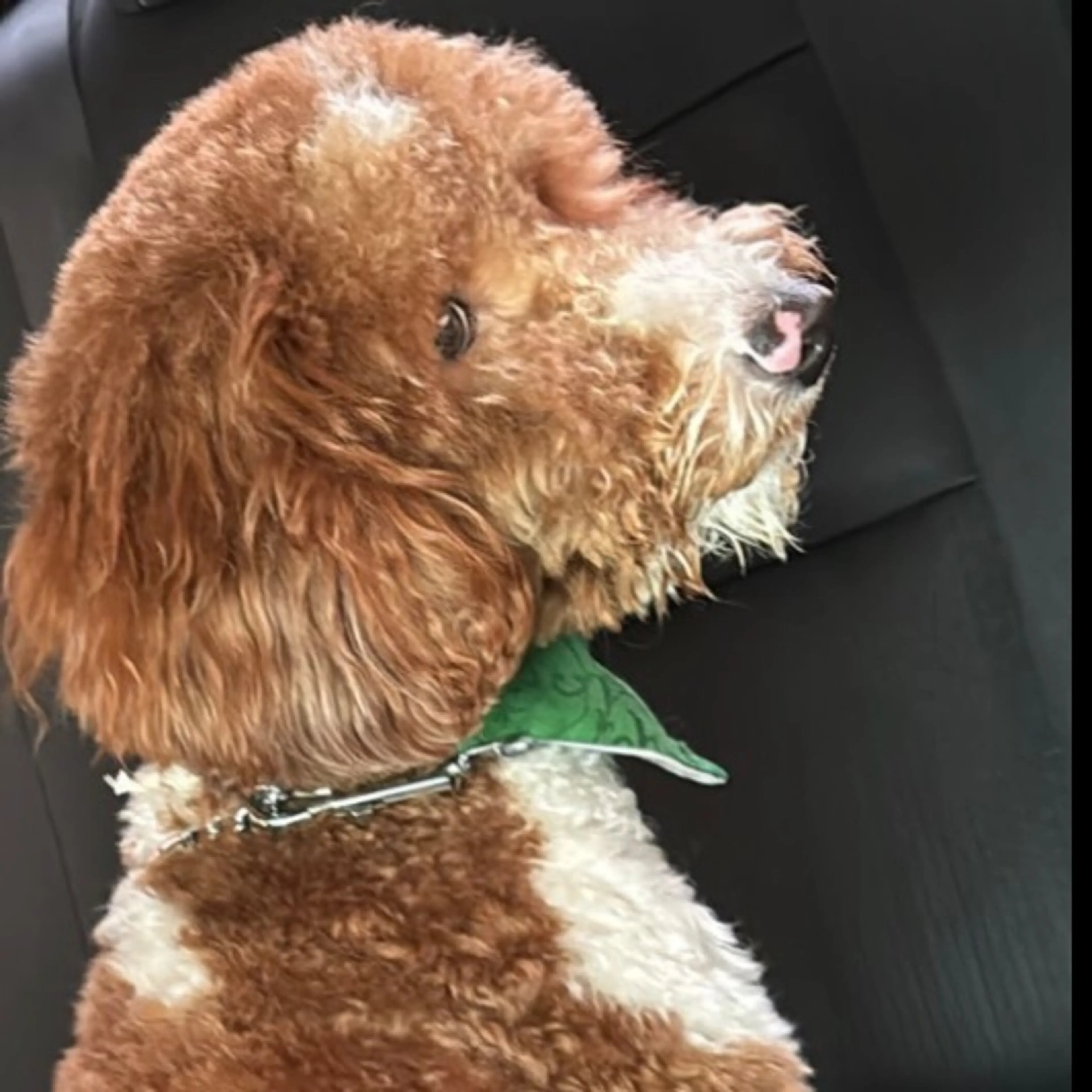 Lost pet