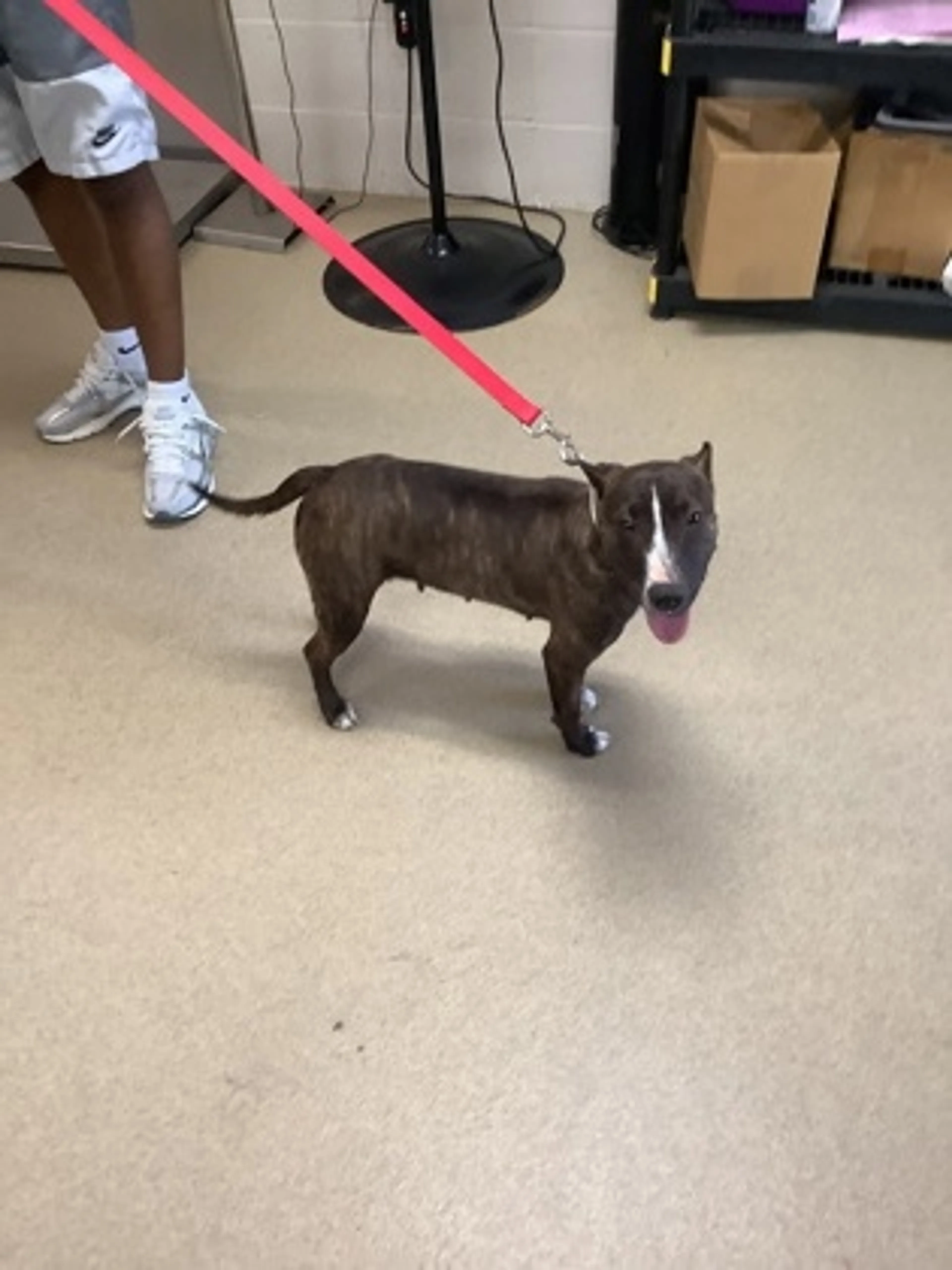 Found pet