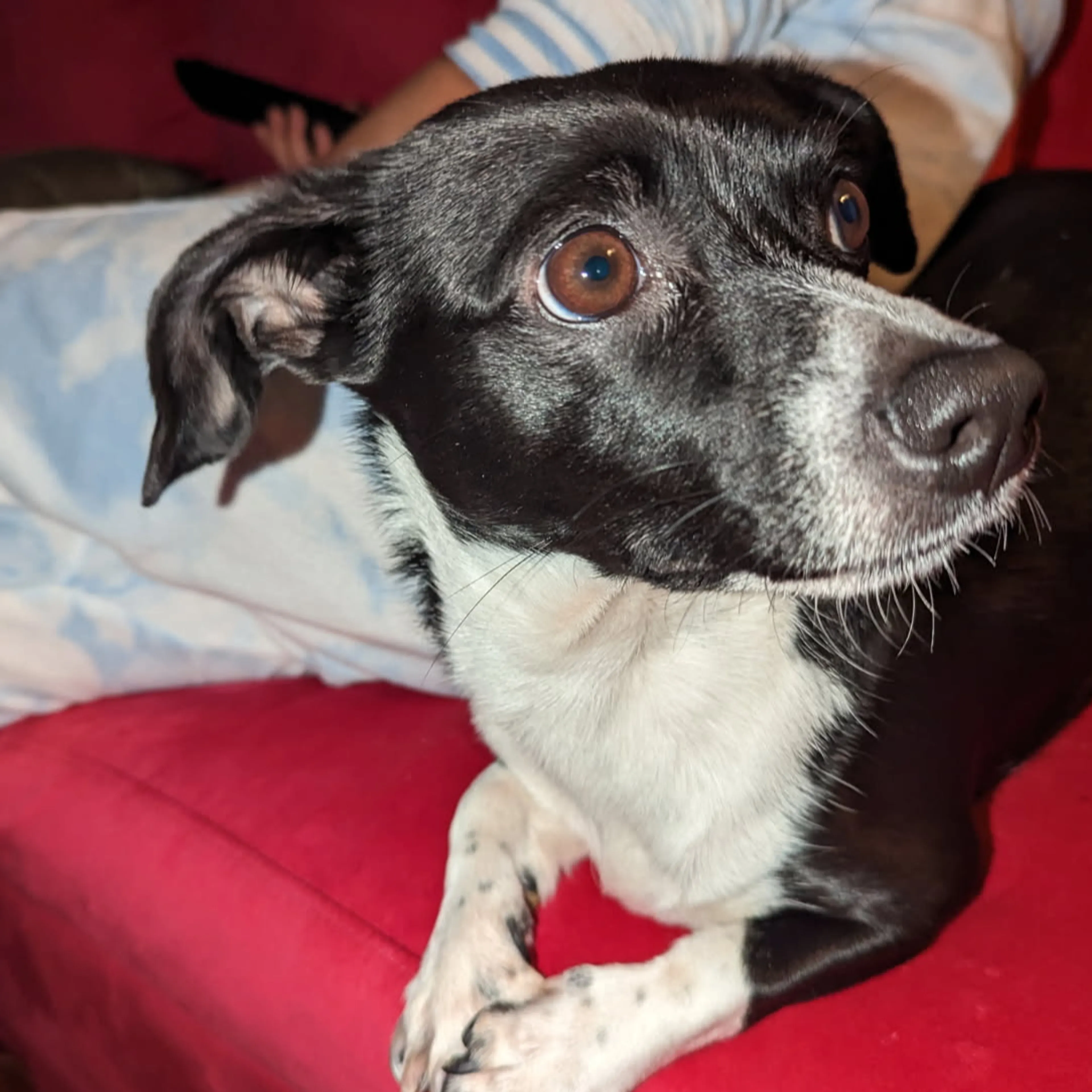 Lost pet-2
