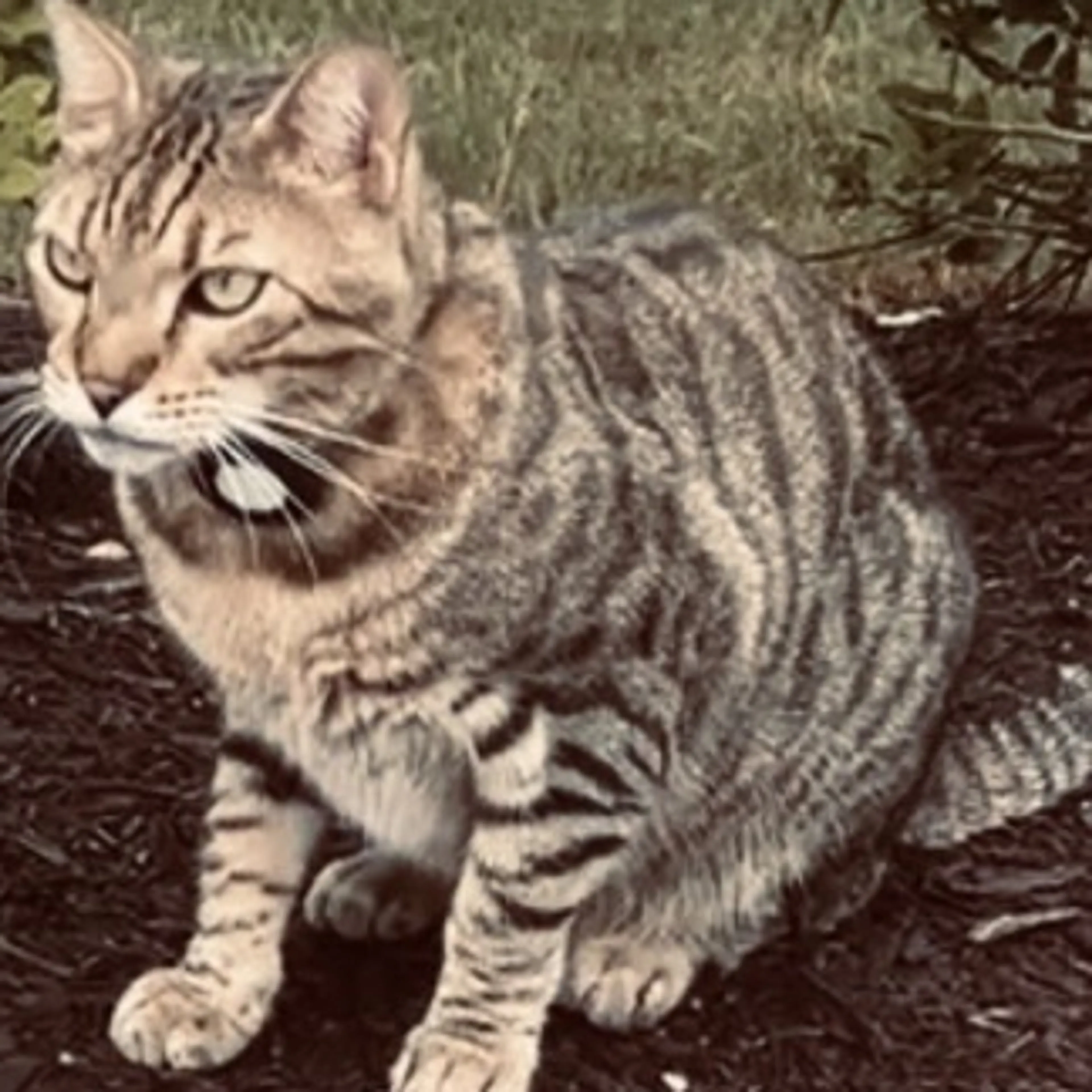 Lost pet-1