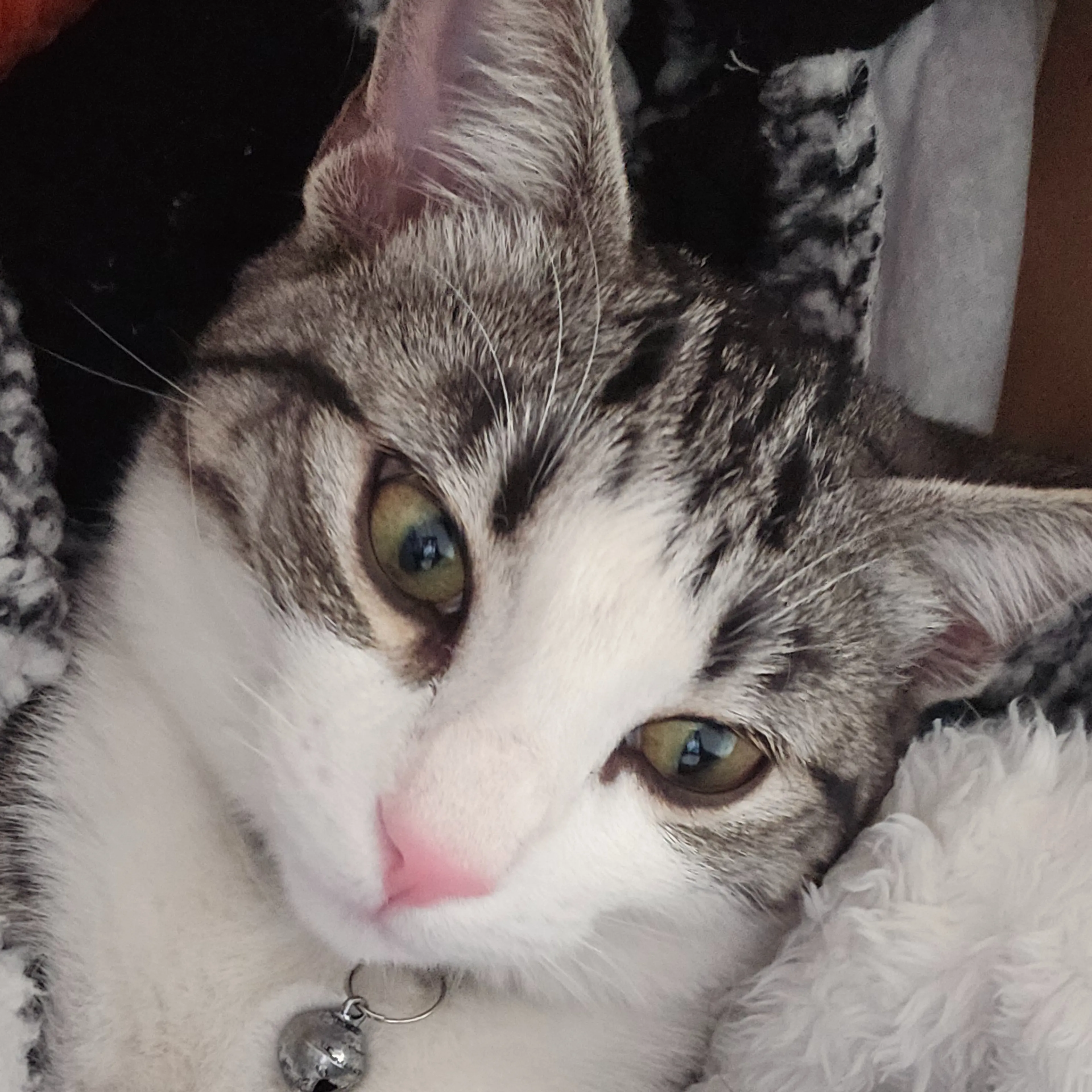 Lost pet-2
