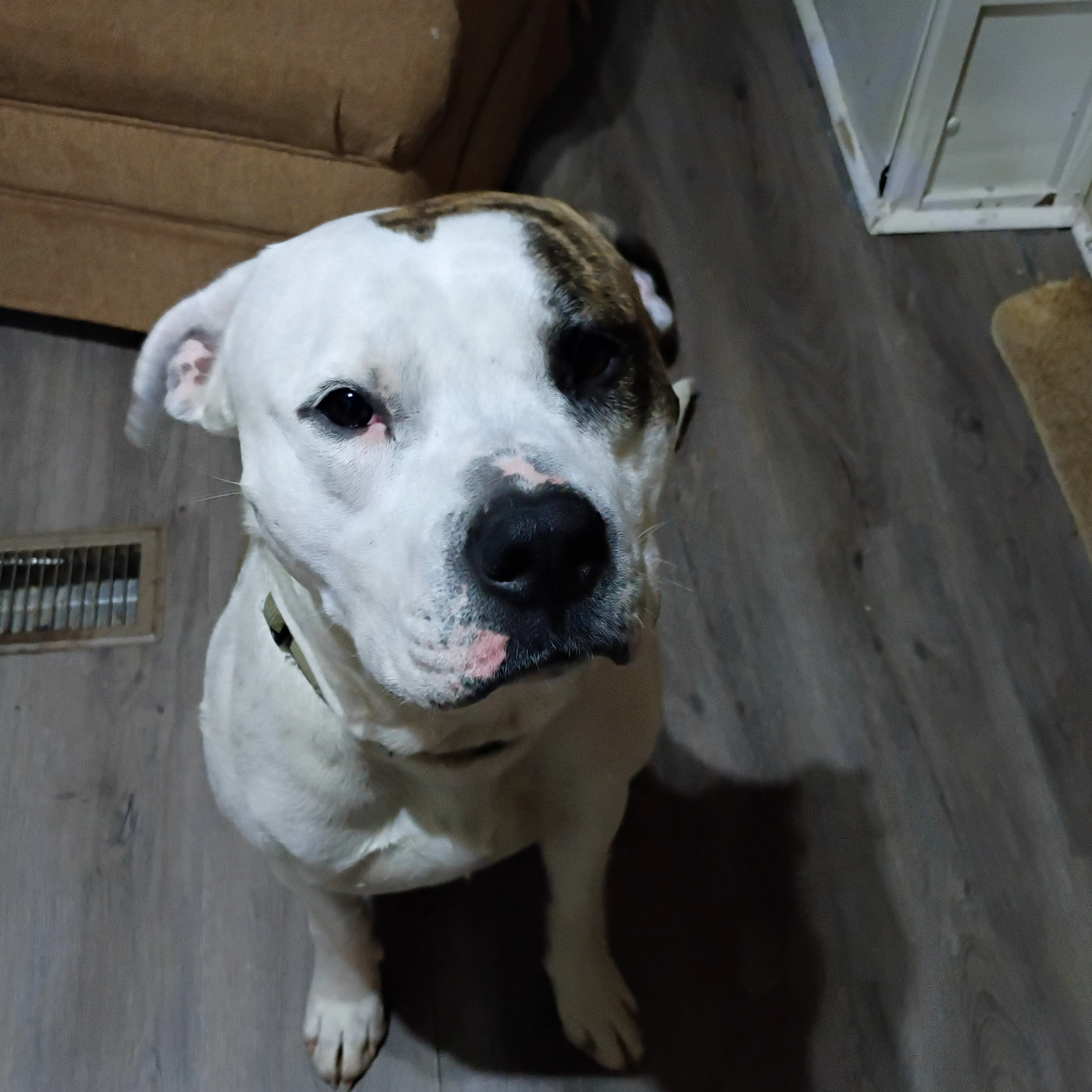 Lost pet-1