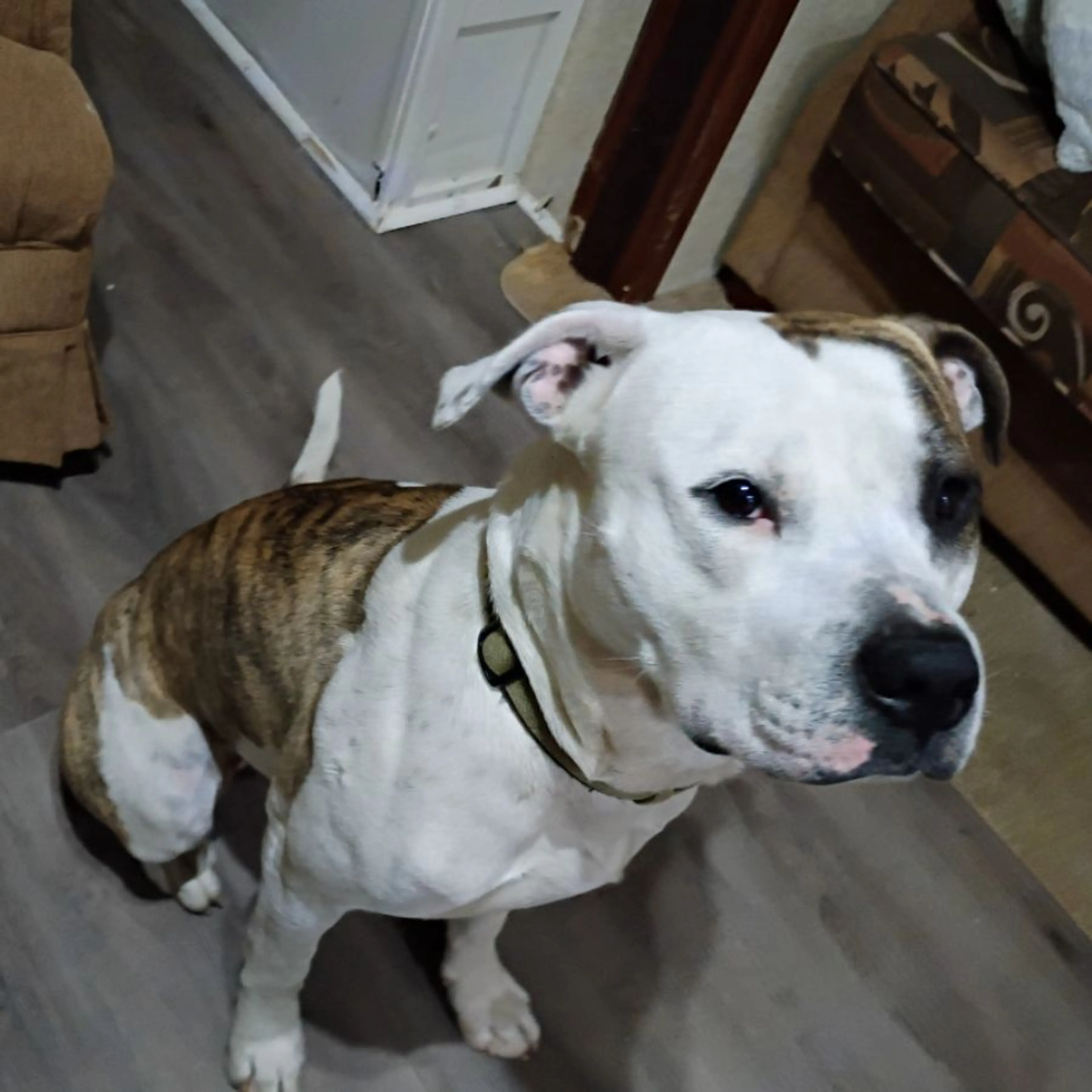 Lost pet-0