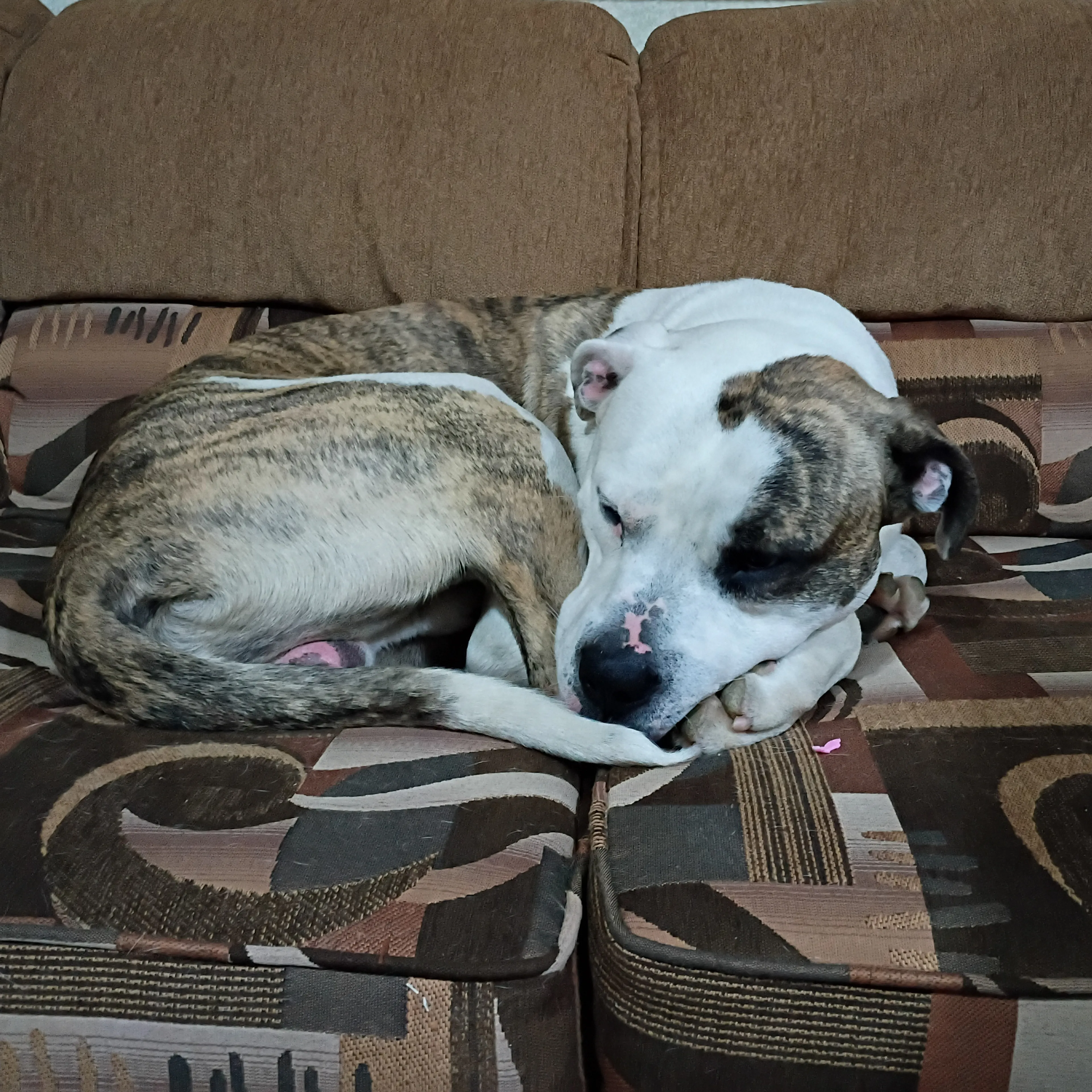 Lost pet-2