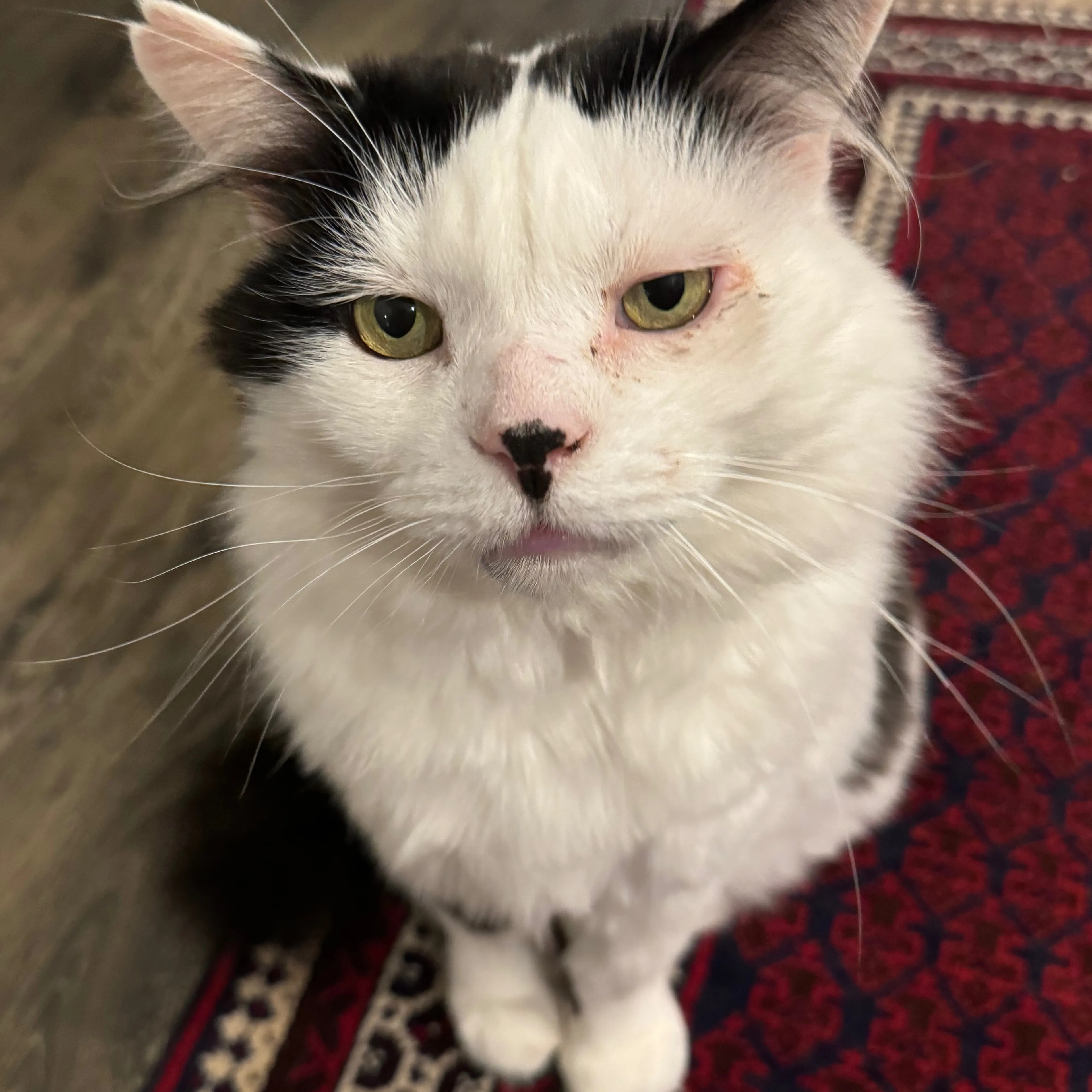 Lost pet-2