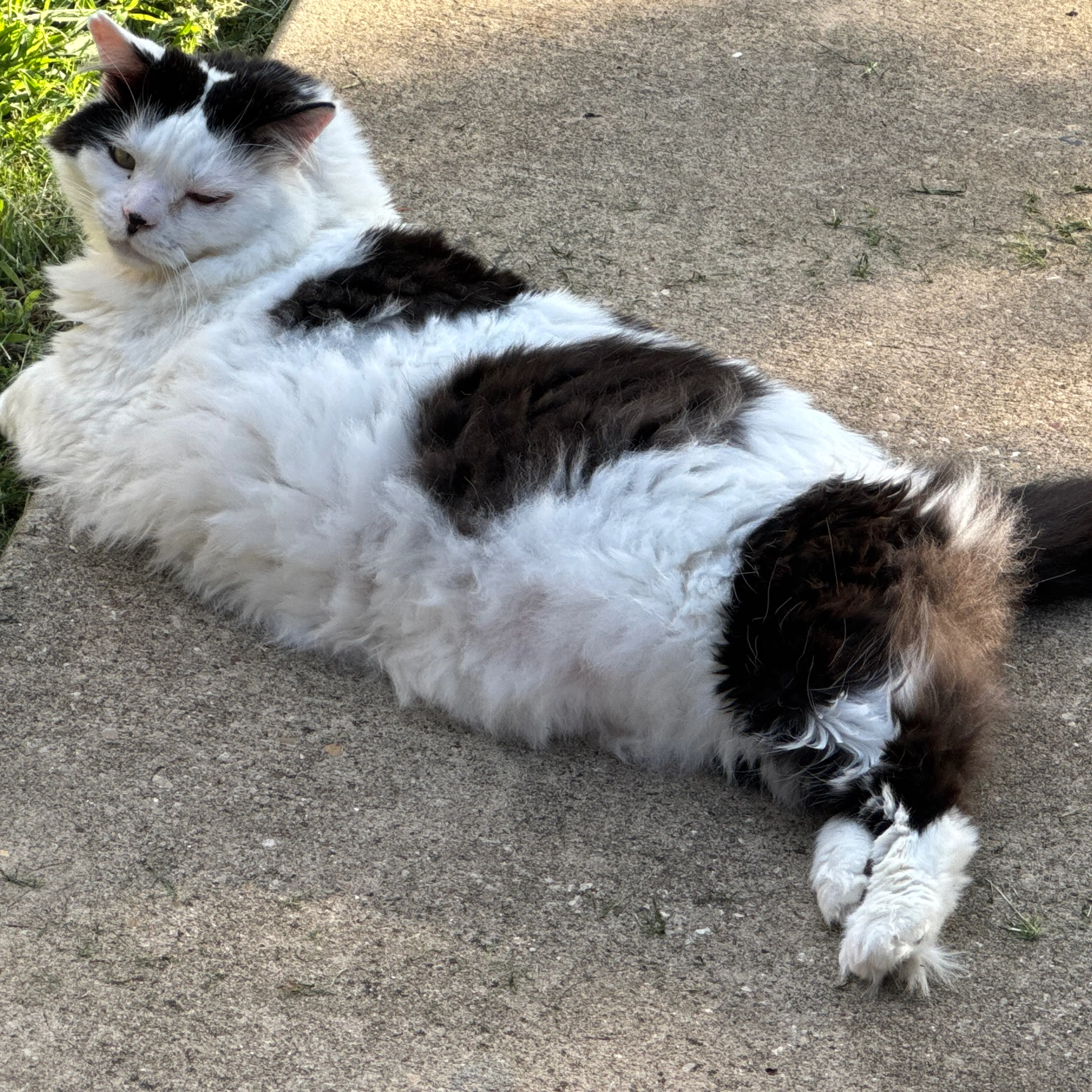 Lost pet-3