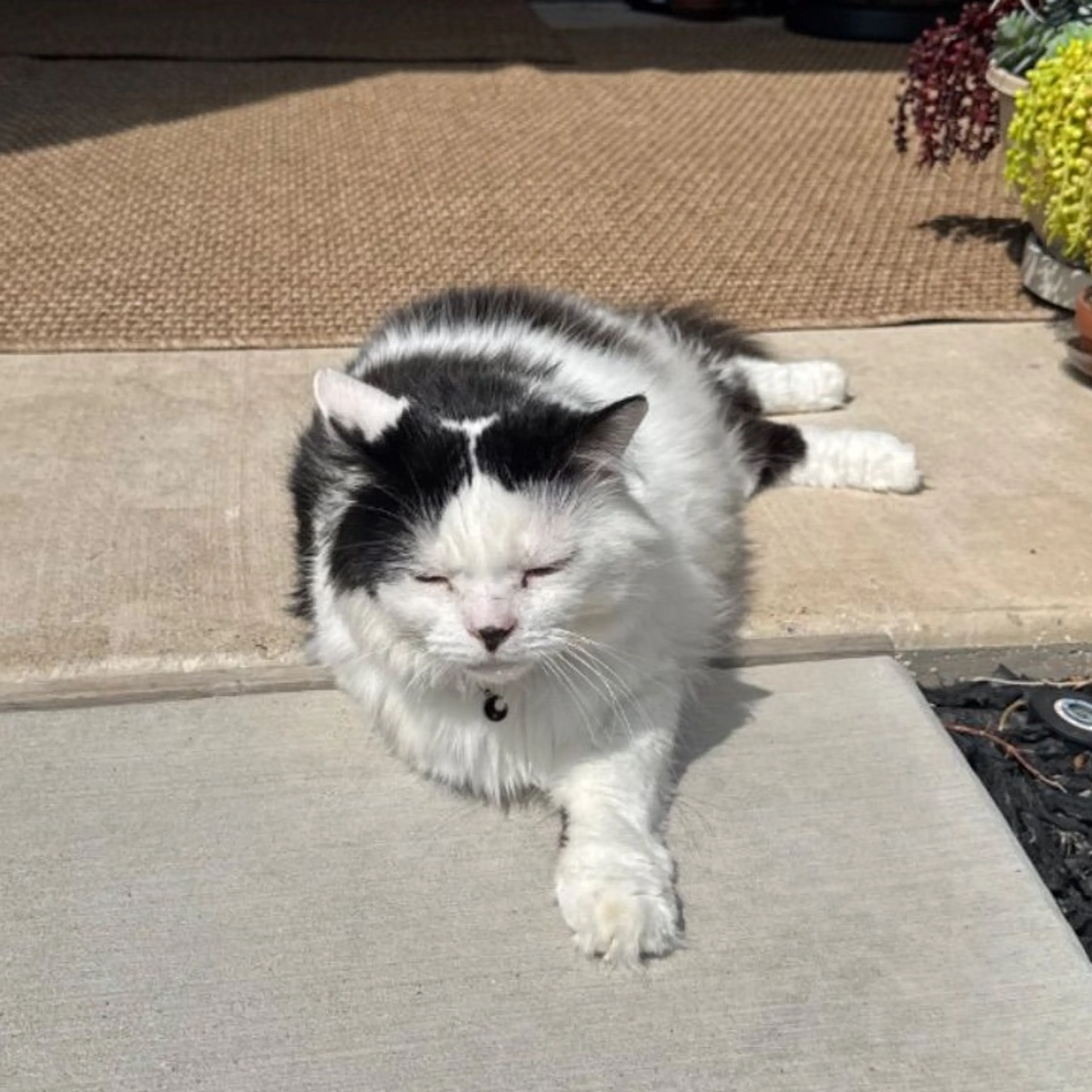 Lost pet-0