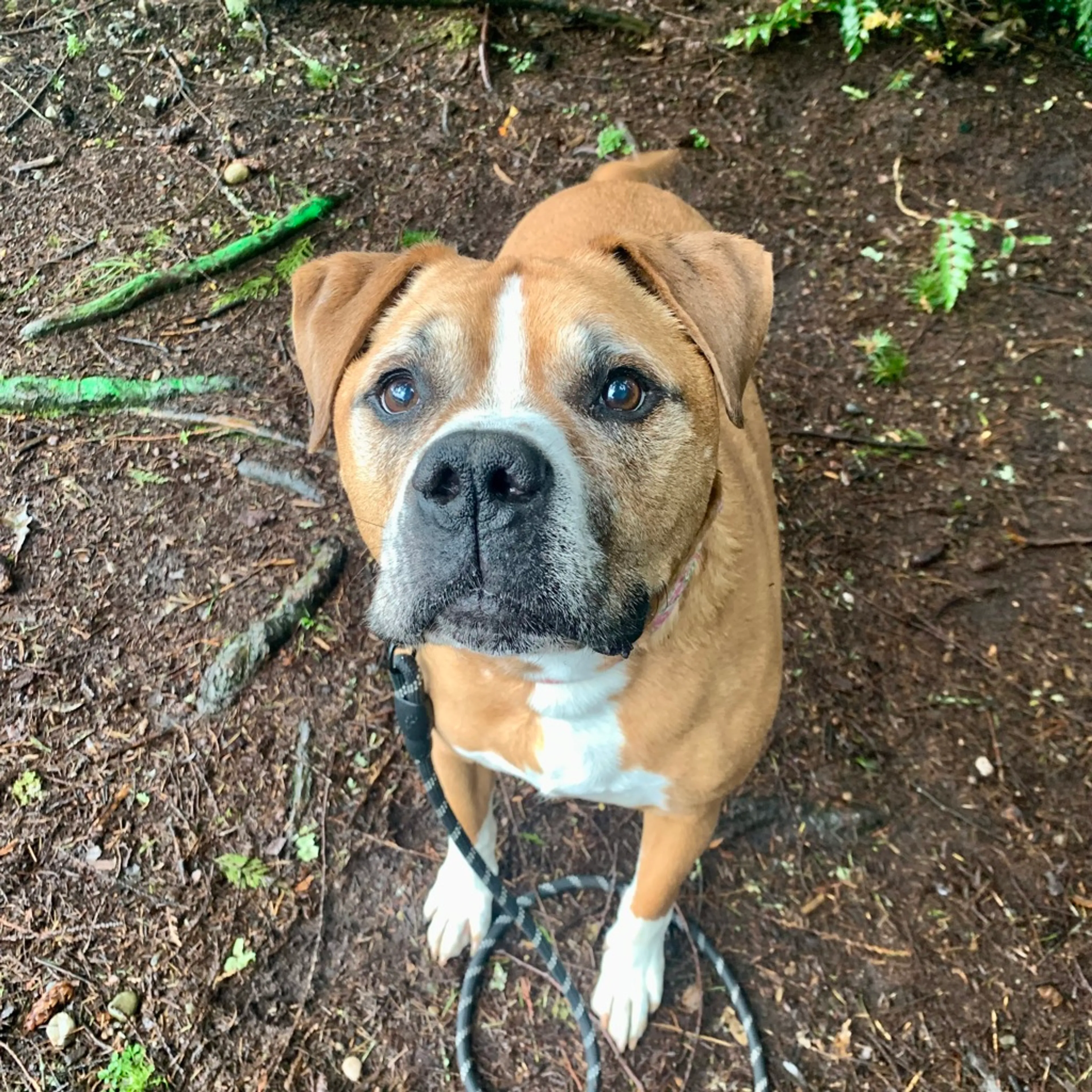 Found pet-11