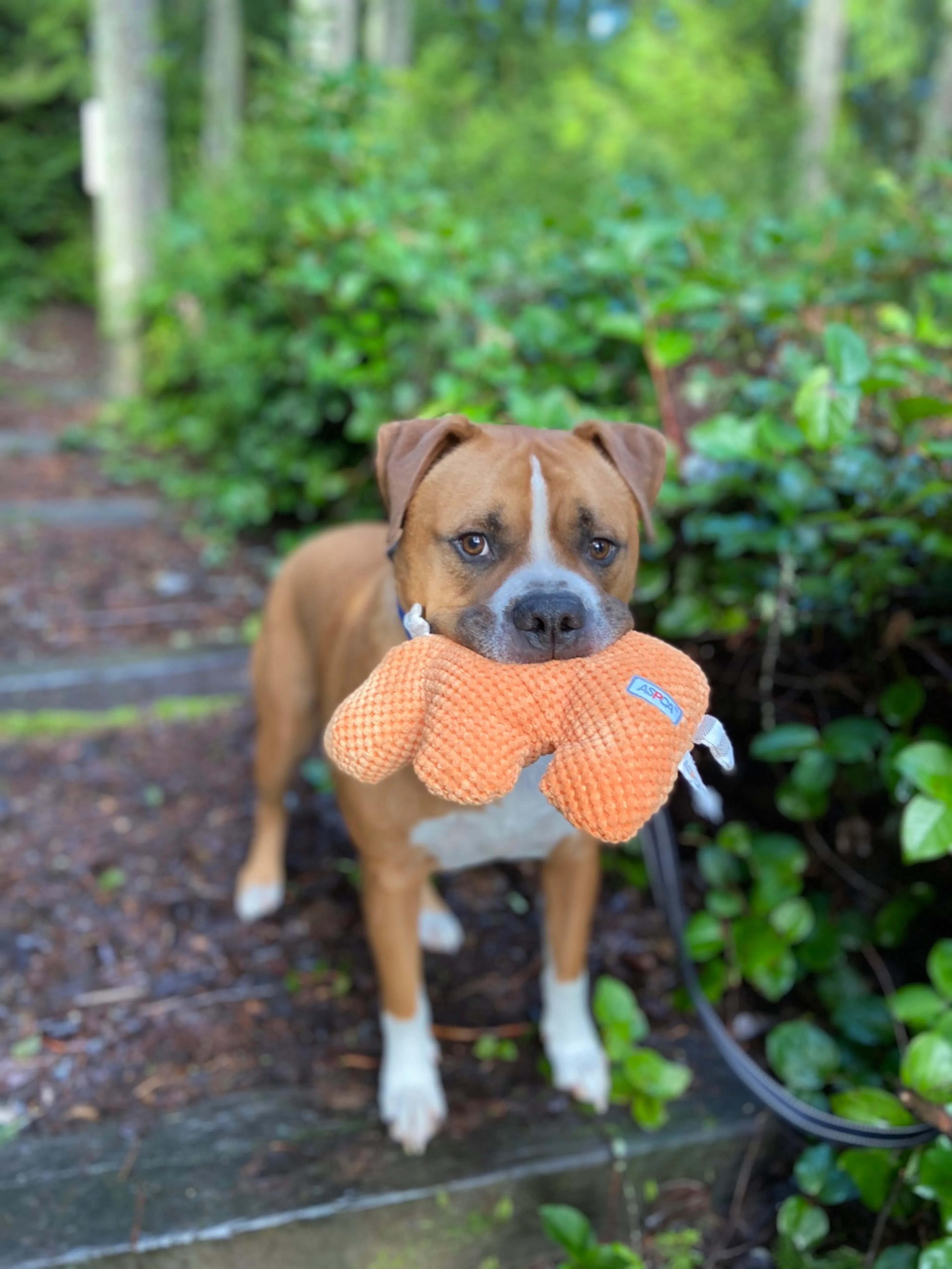 Found pet-4