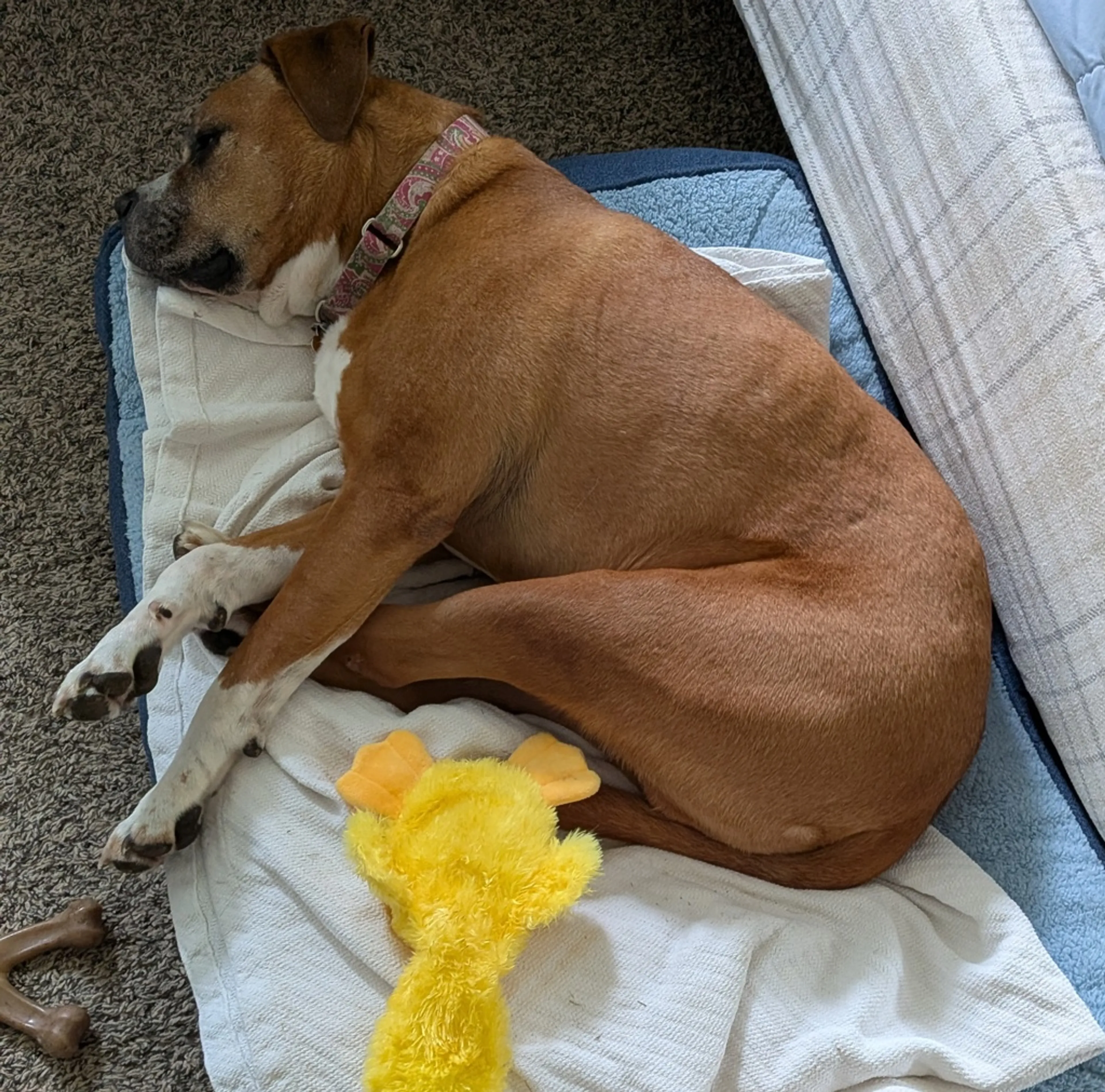 Found pet-2