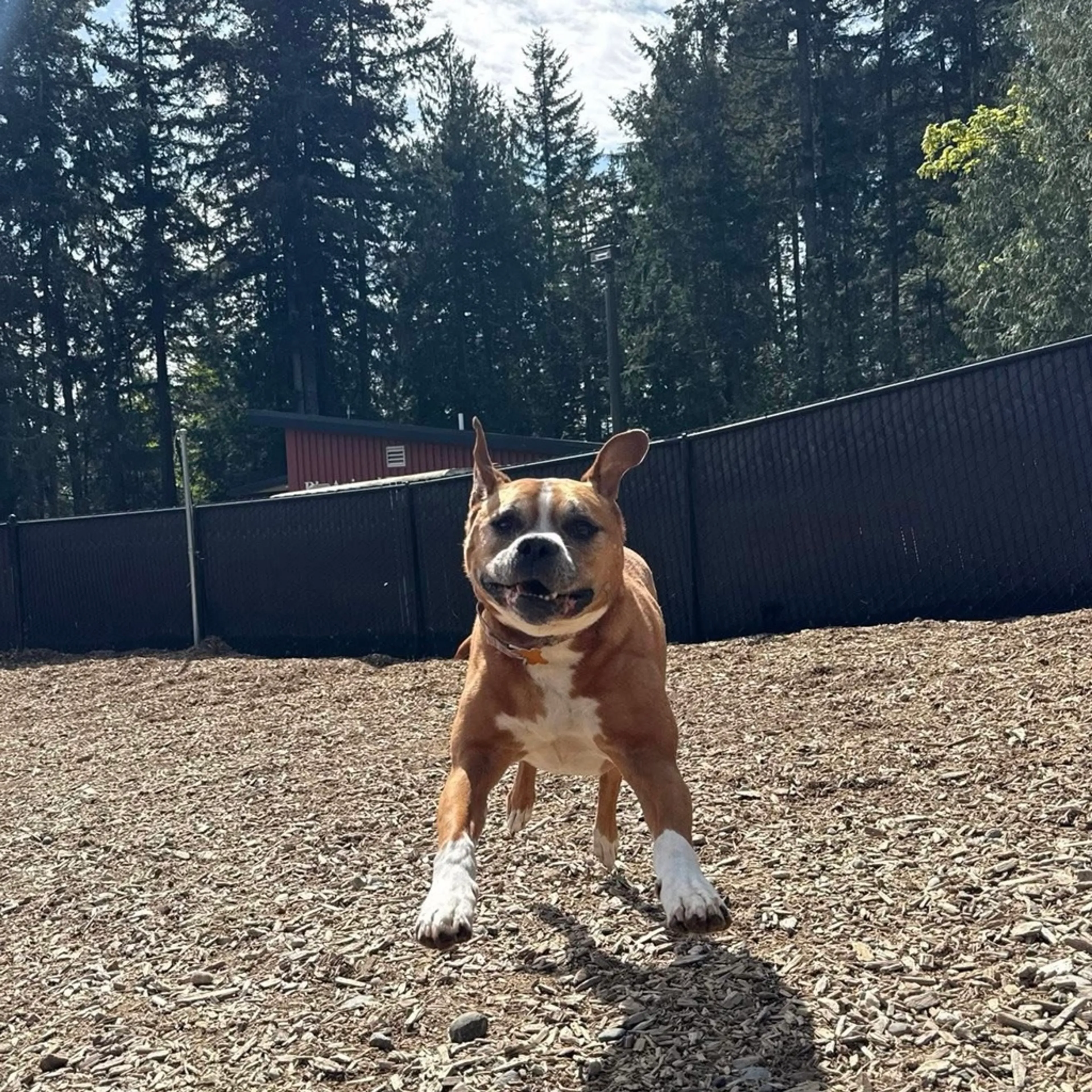 Found pet-10