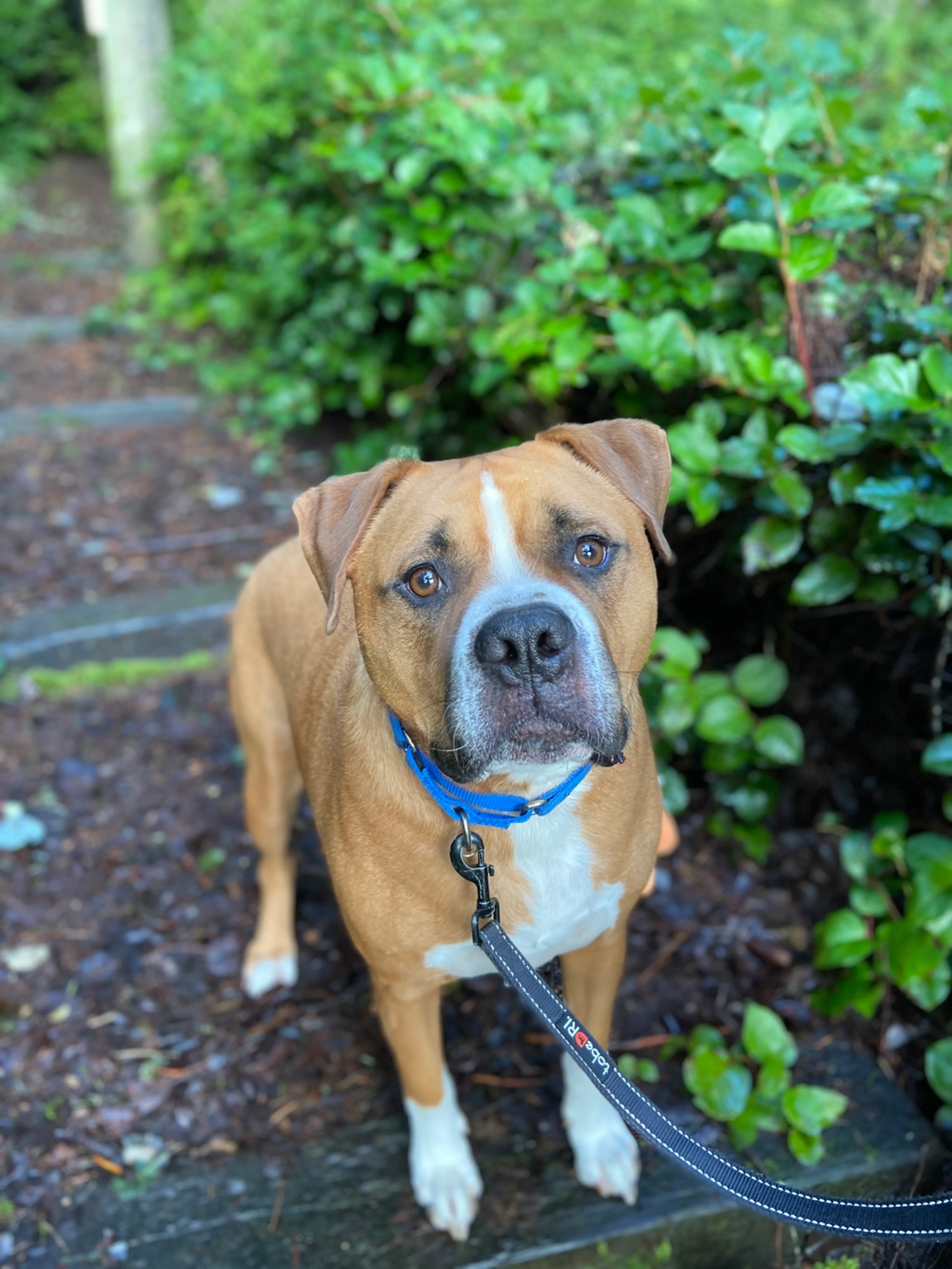 Found pet-5