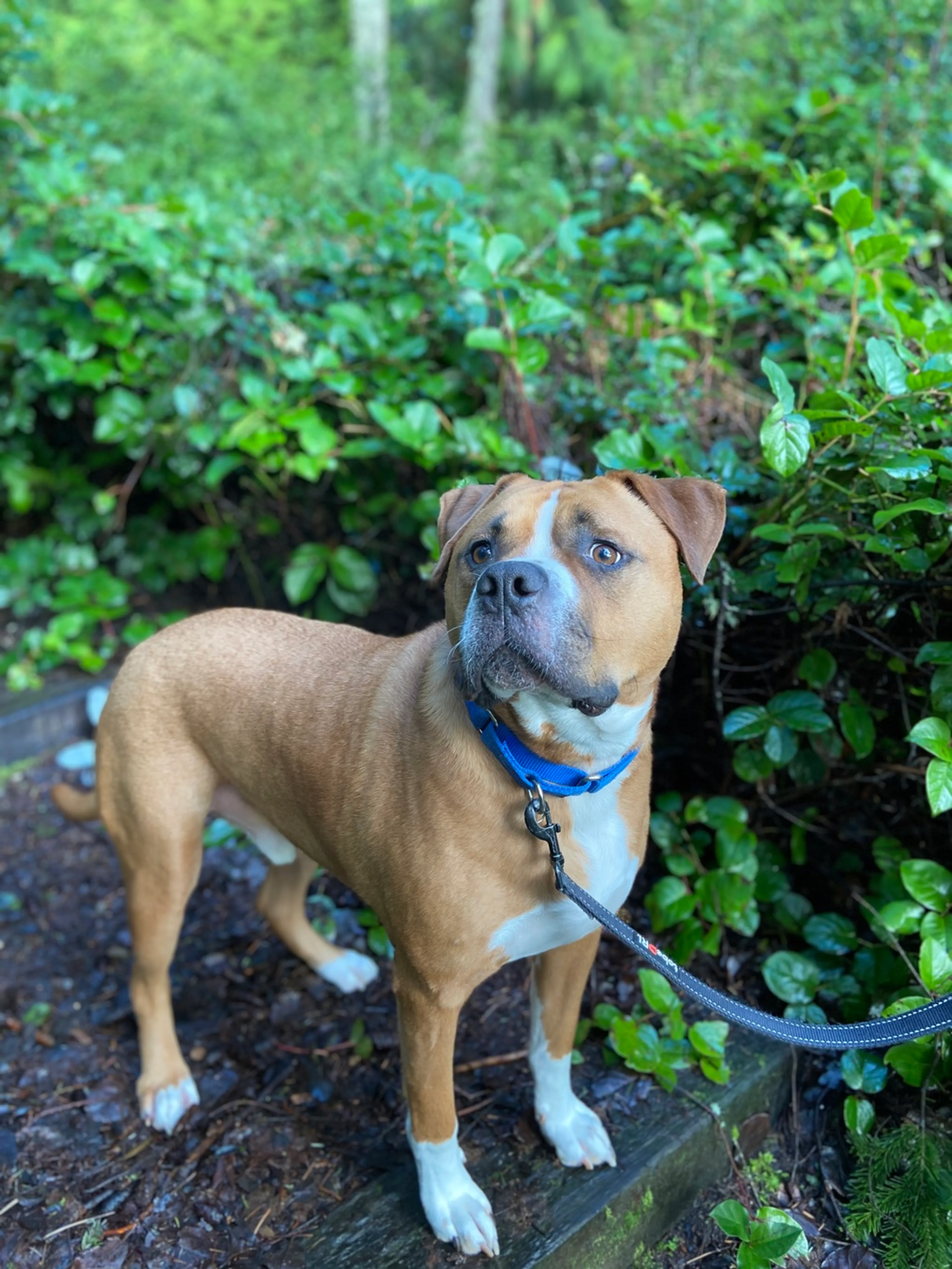 Found pet-3