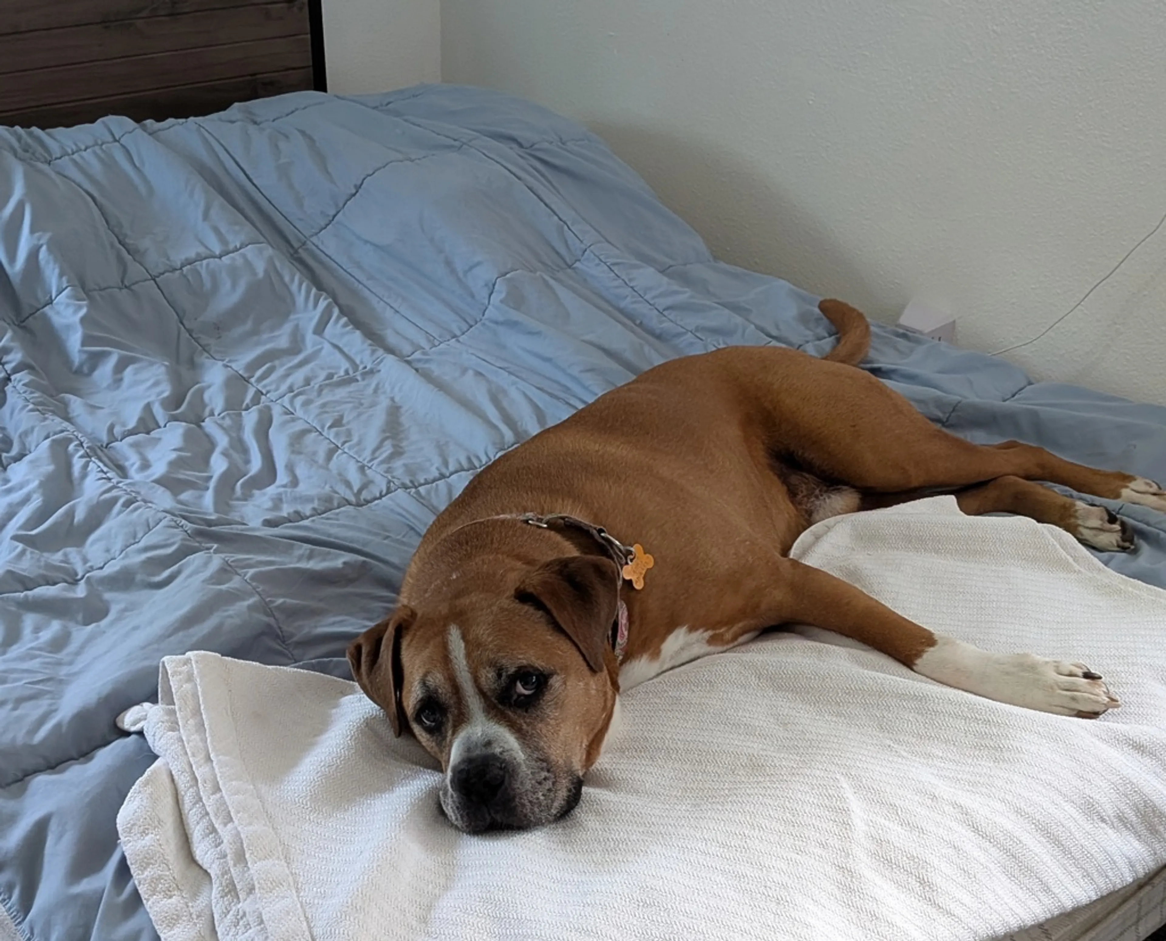 Found pet-1