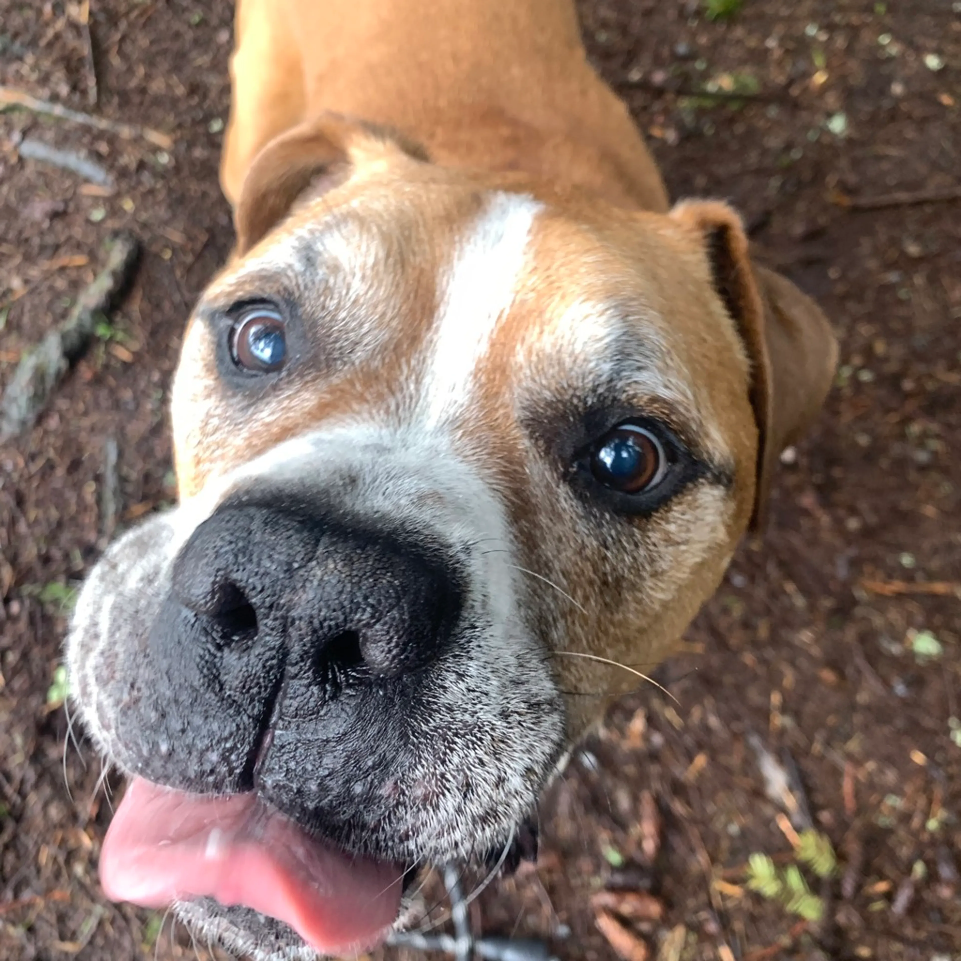 Found pet-8