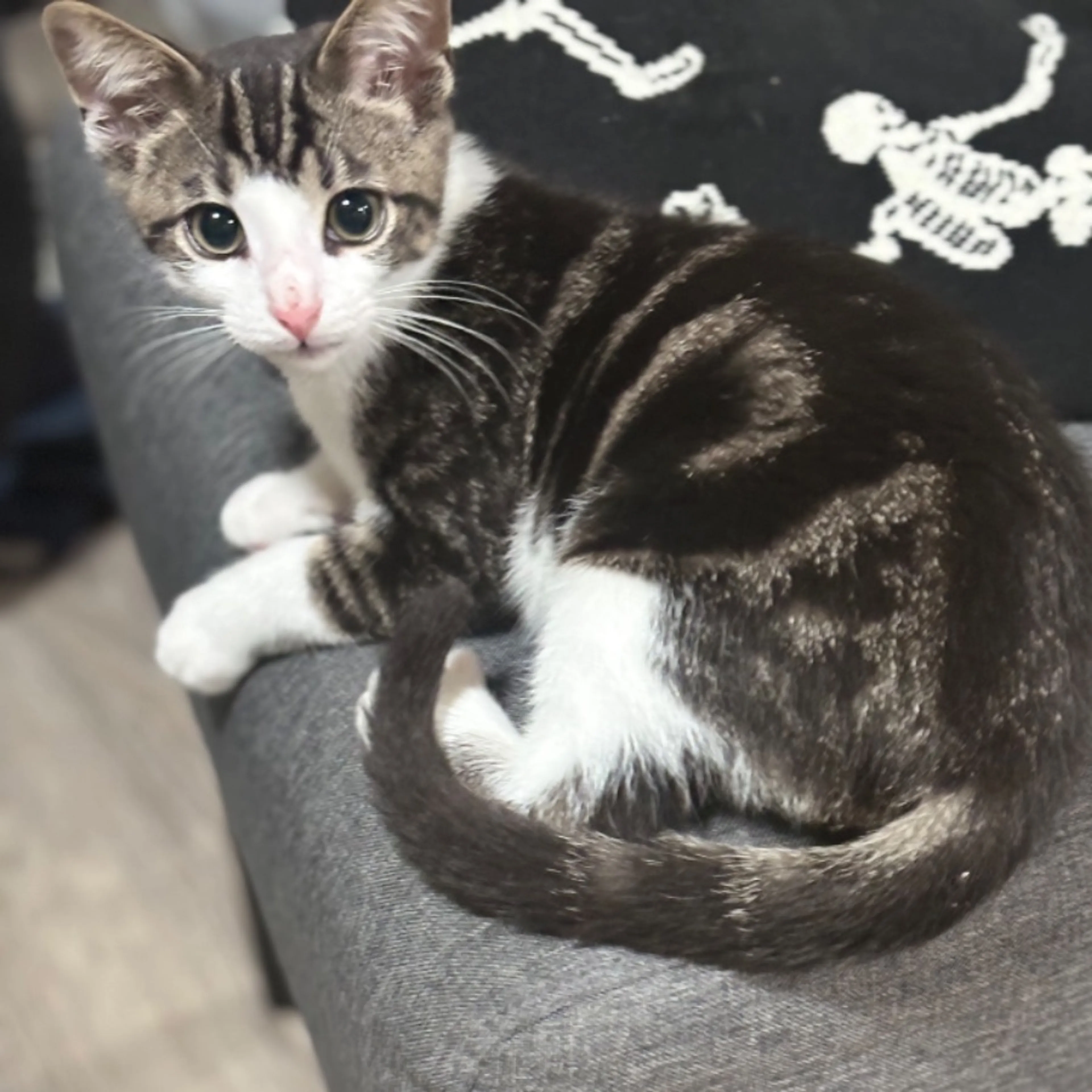 Lost pet